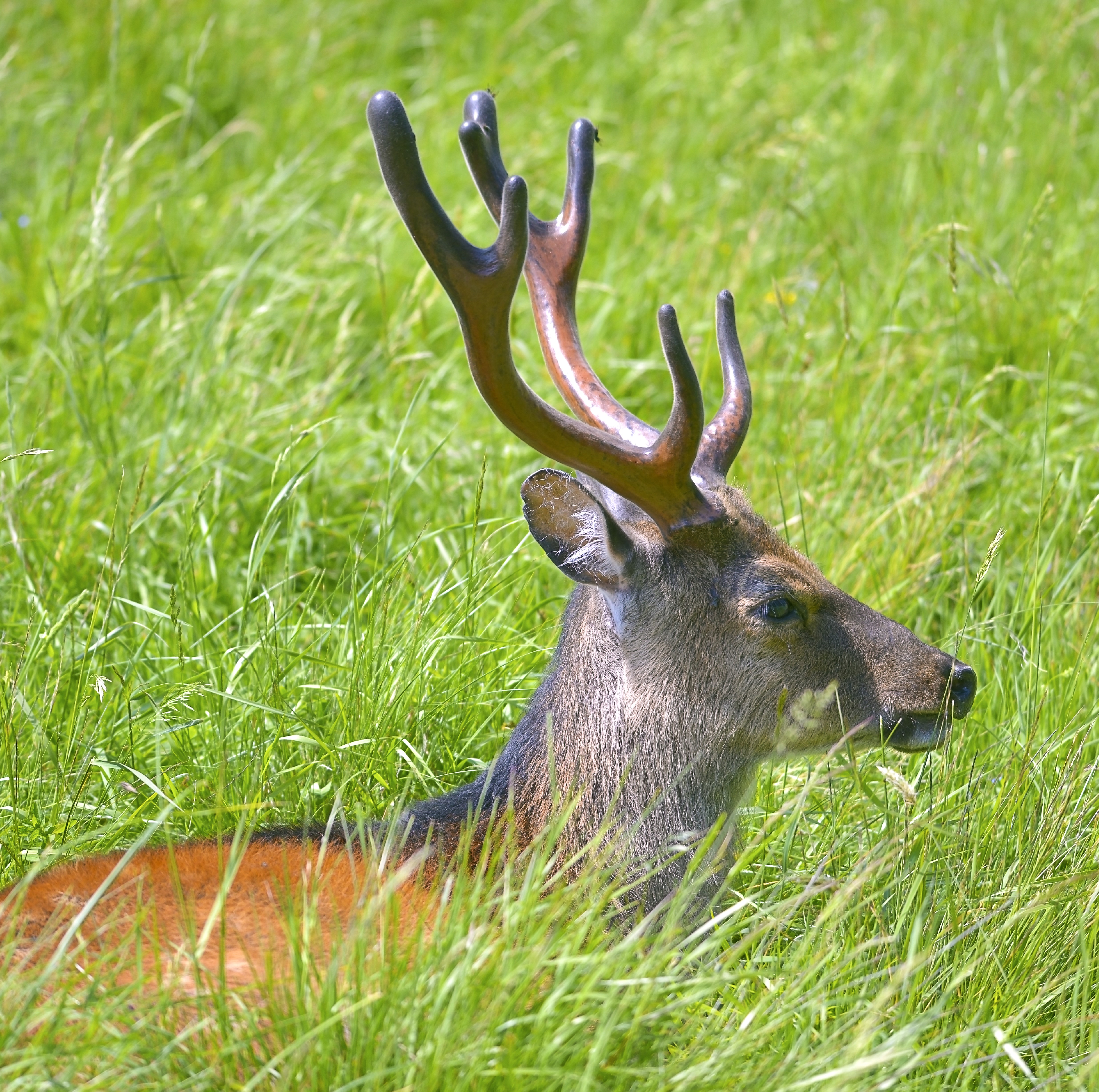 Attractants