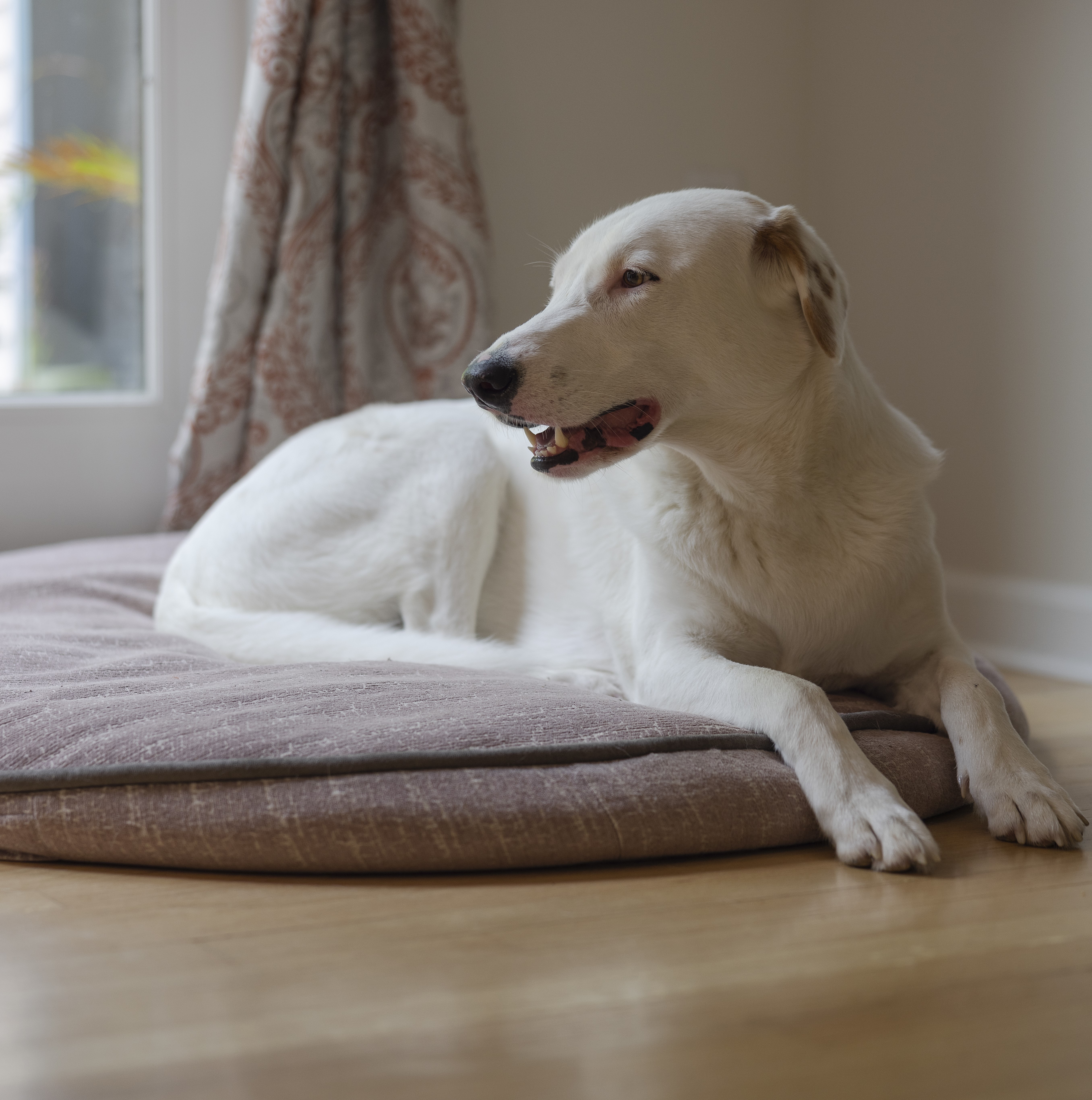 Dog Bedding