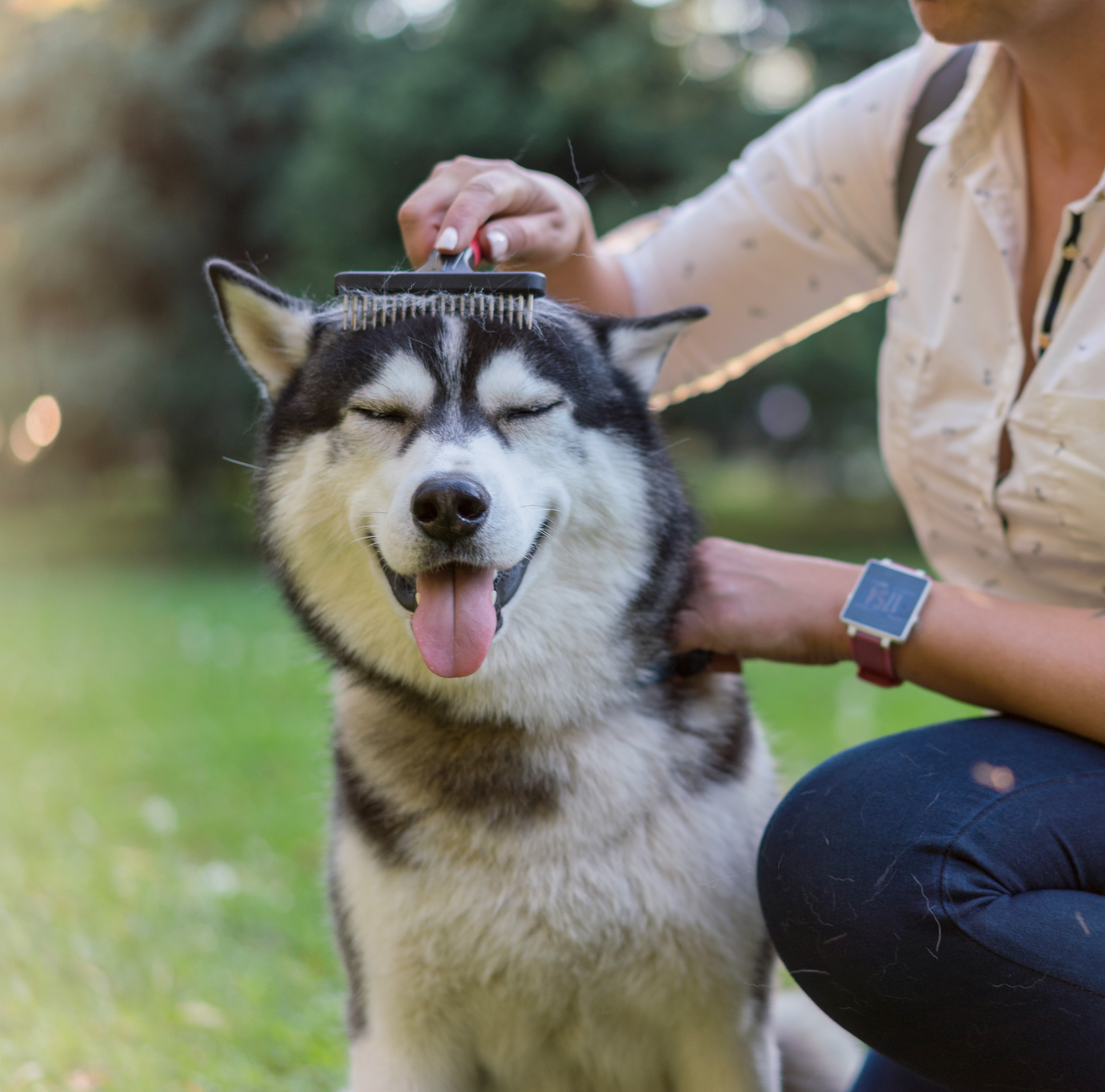 Pet Brushes & Combs