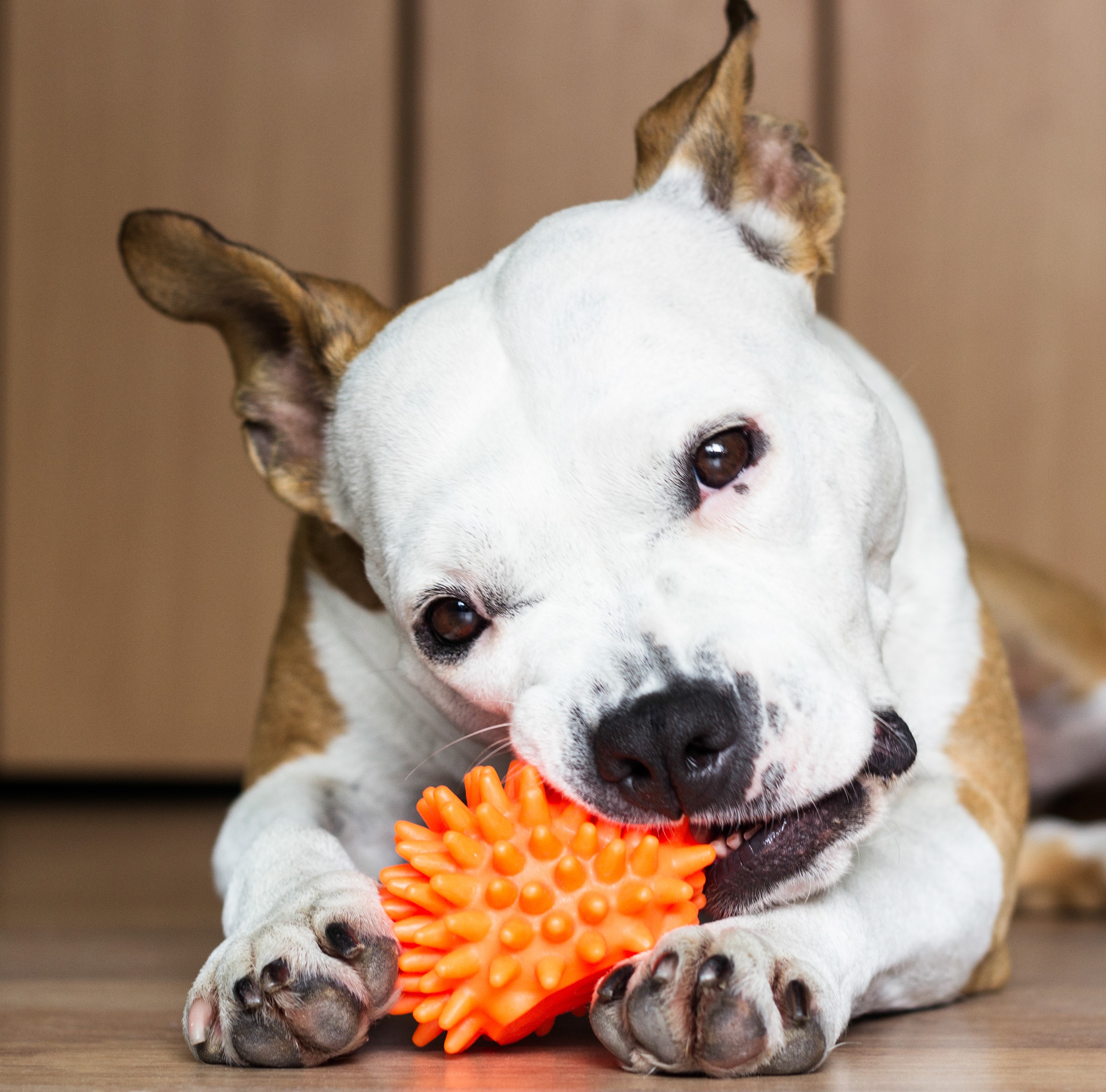 Chew Toys