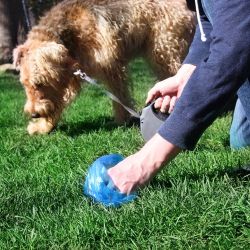 Dog Potty Training & Cleanup