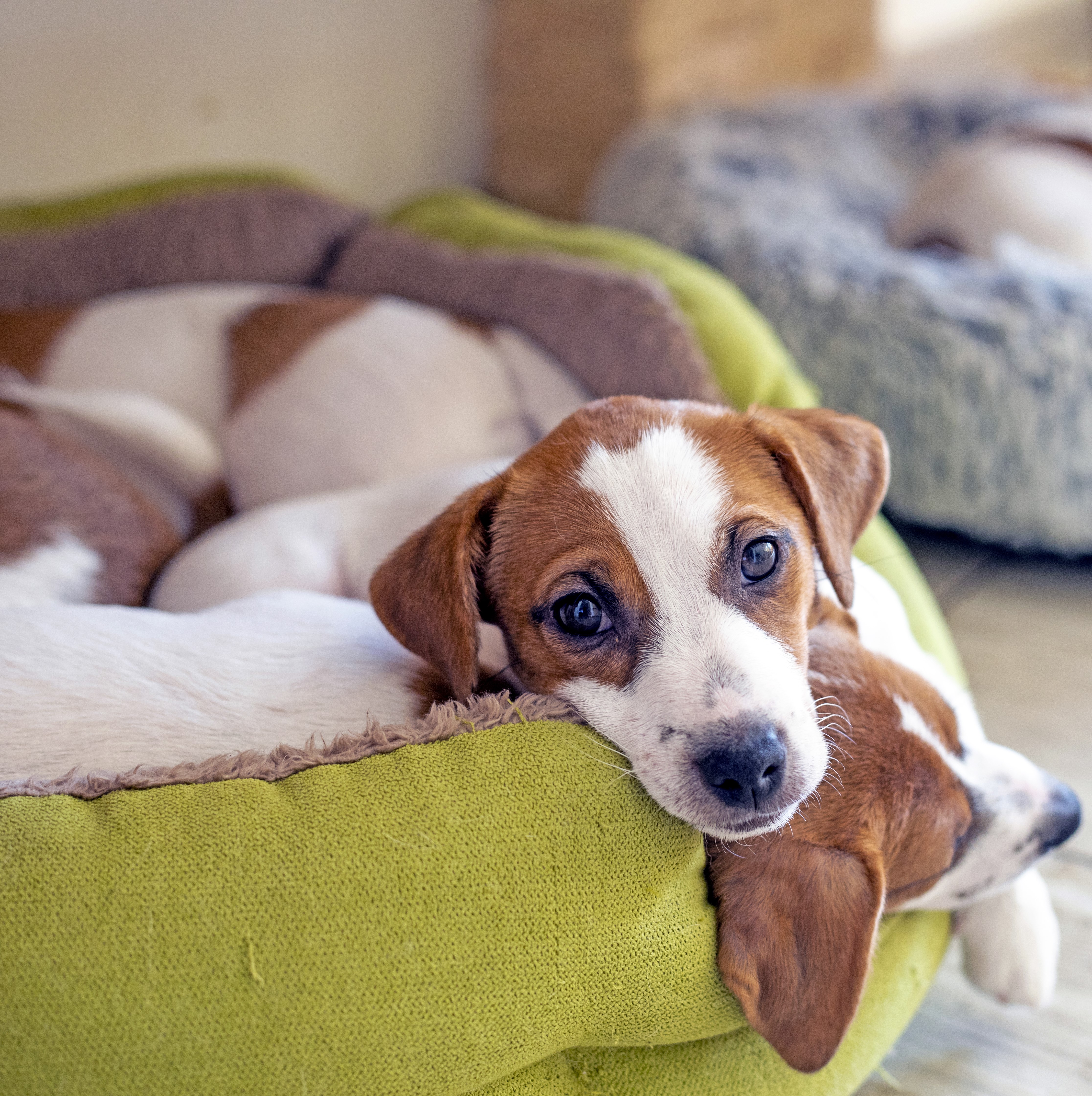 Dog Dewormers