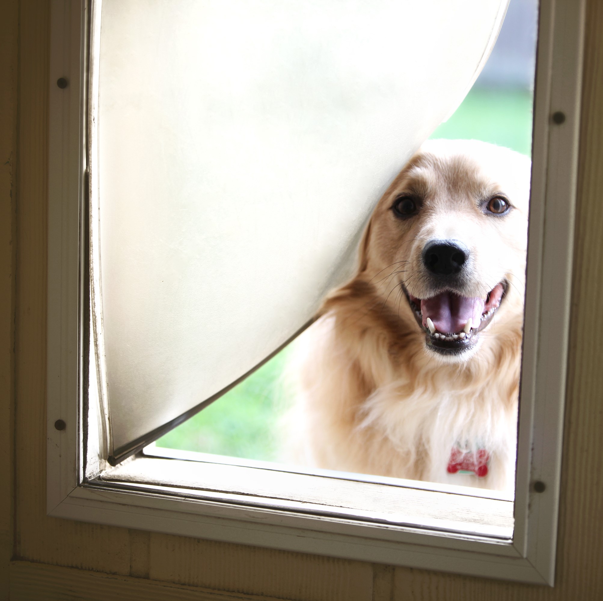 Pet Doors & Gates