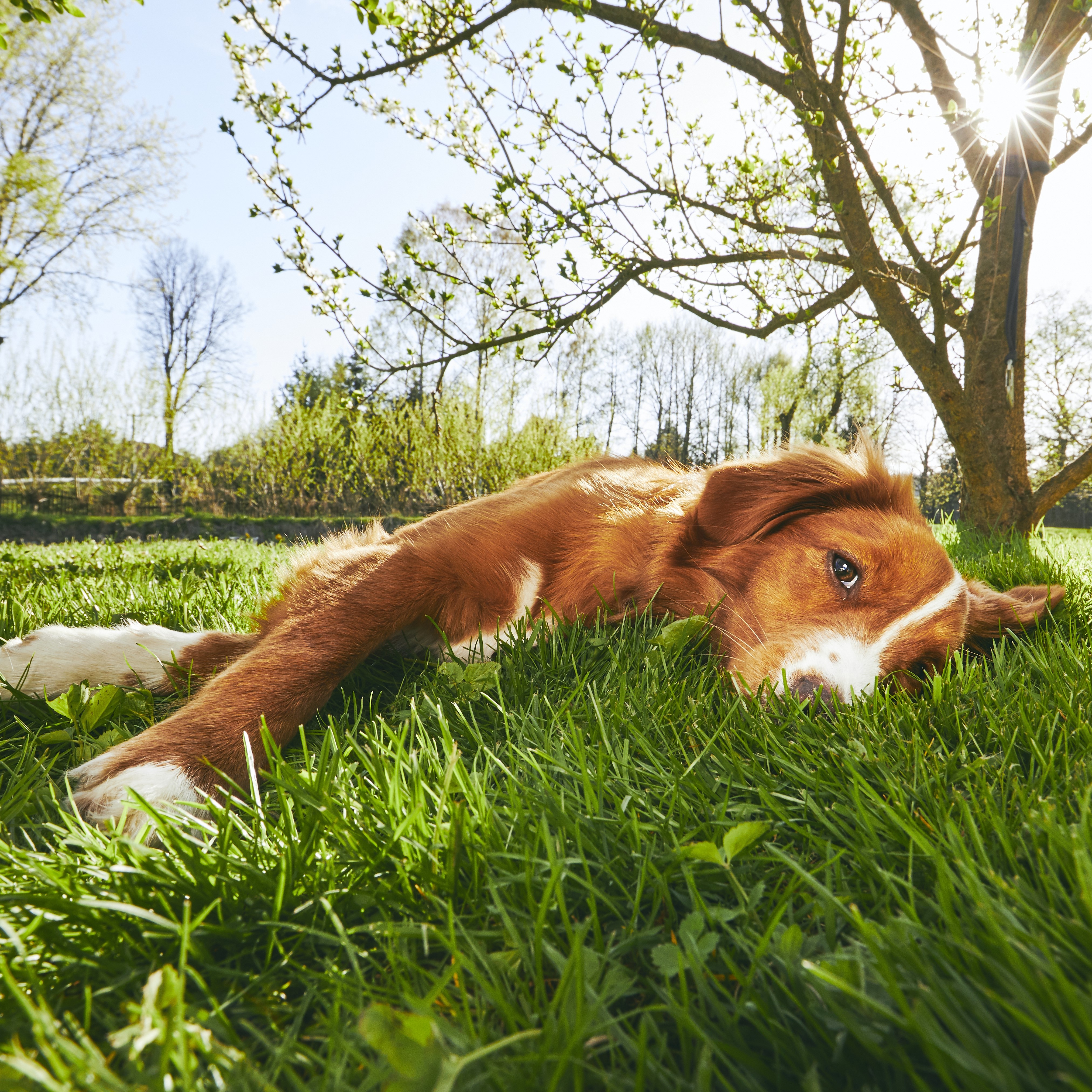 Dog Fence Systems