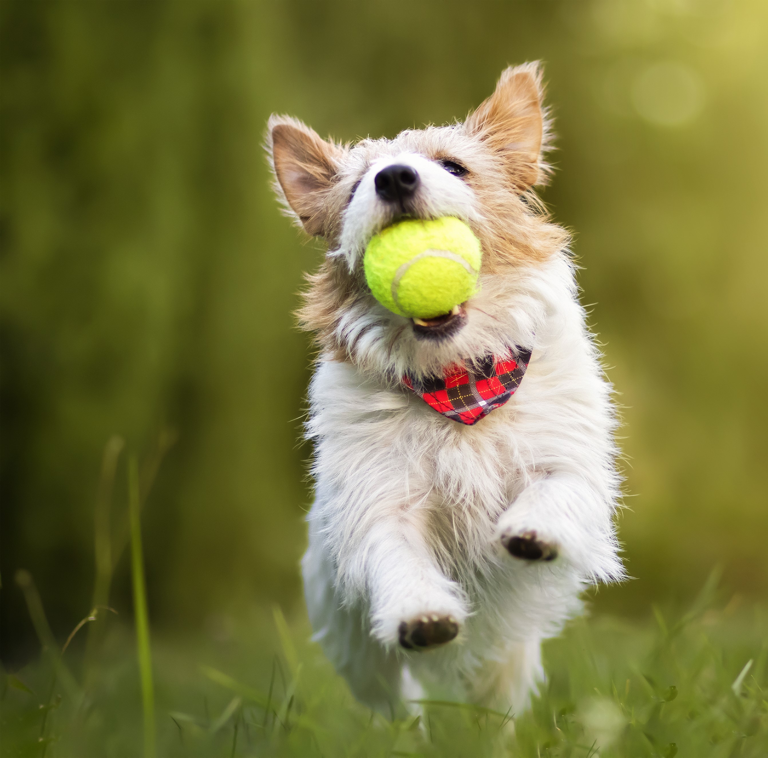 Fetch Toys