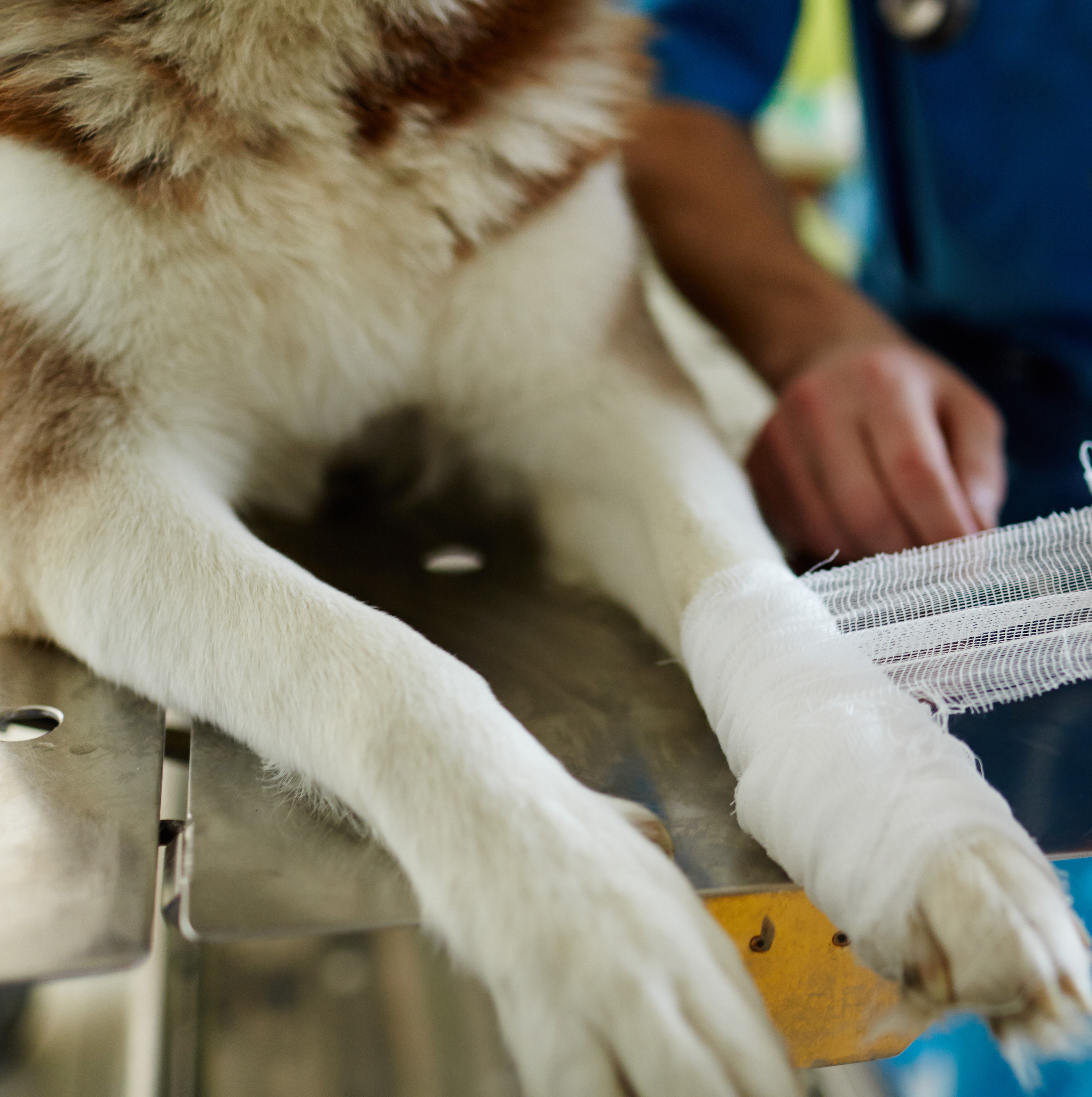 First Aid & Wound Care