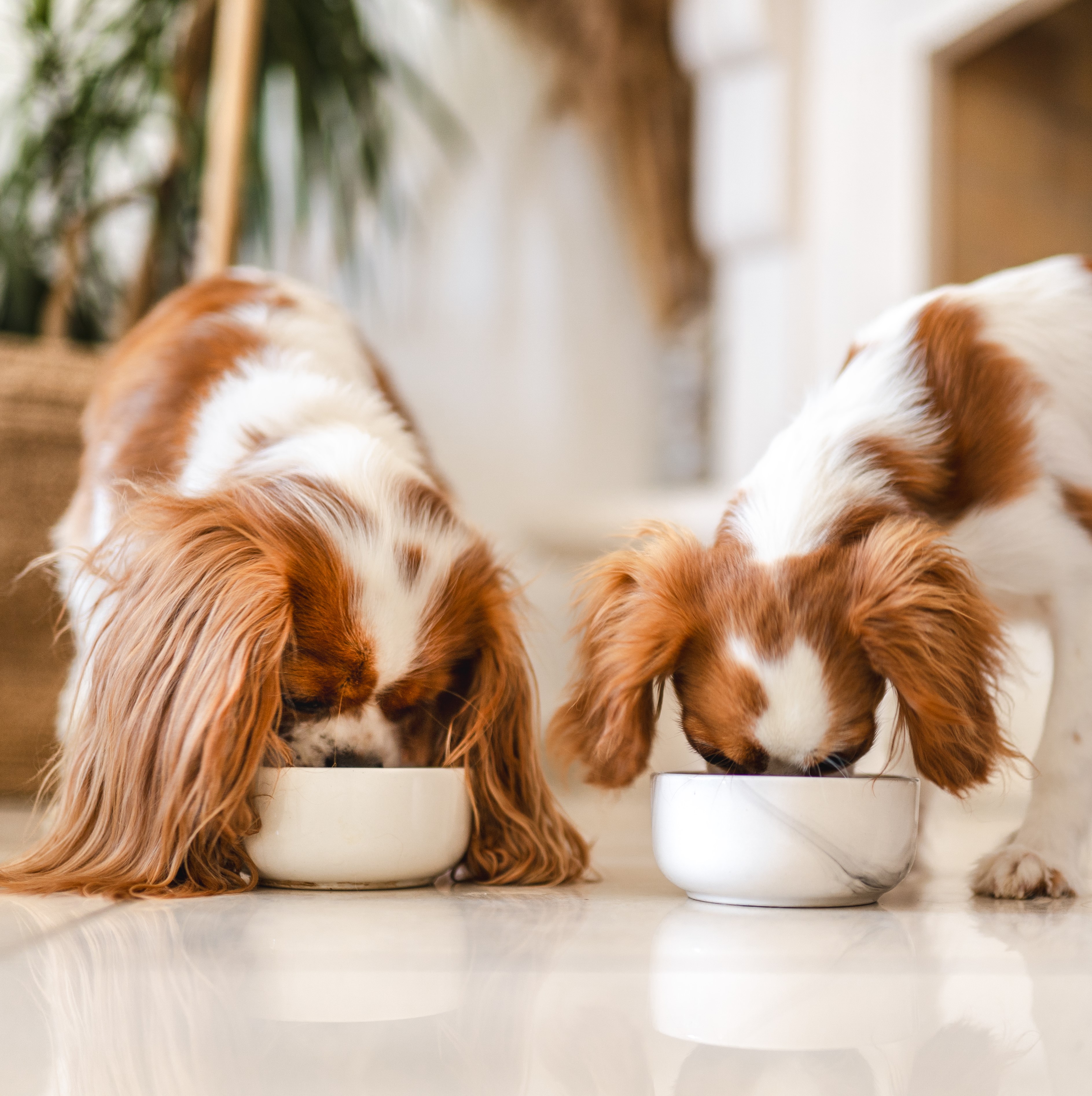 Dog Food