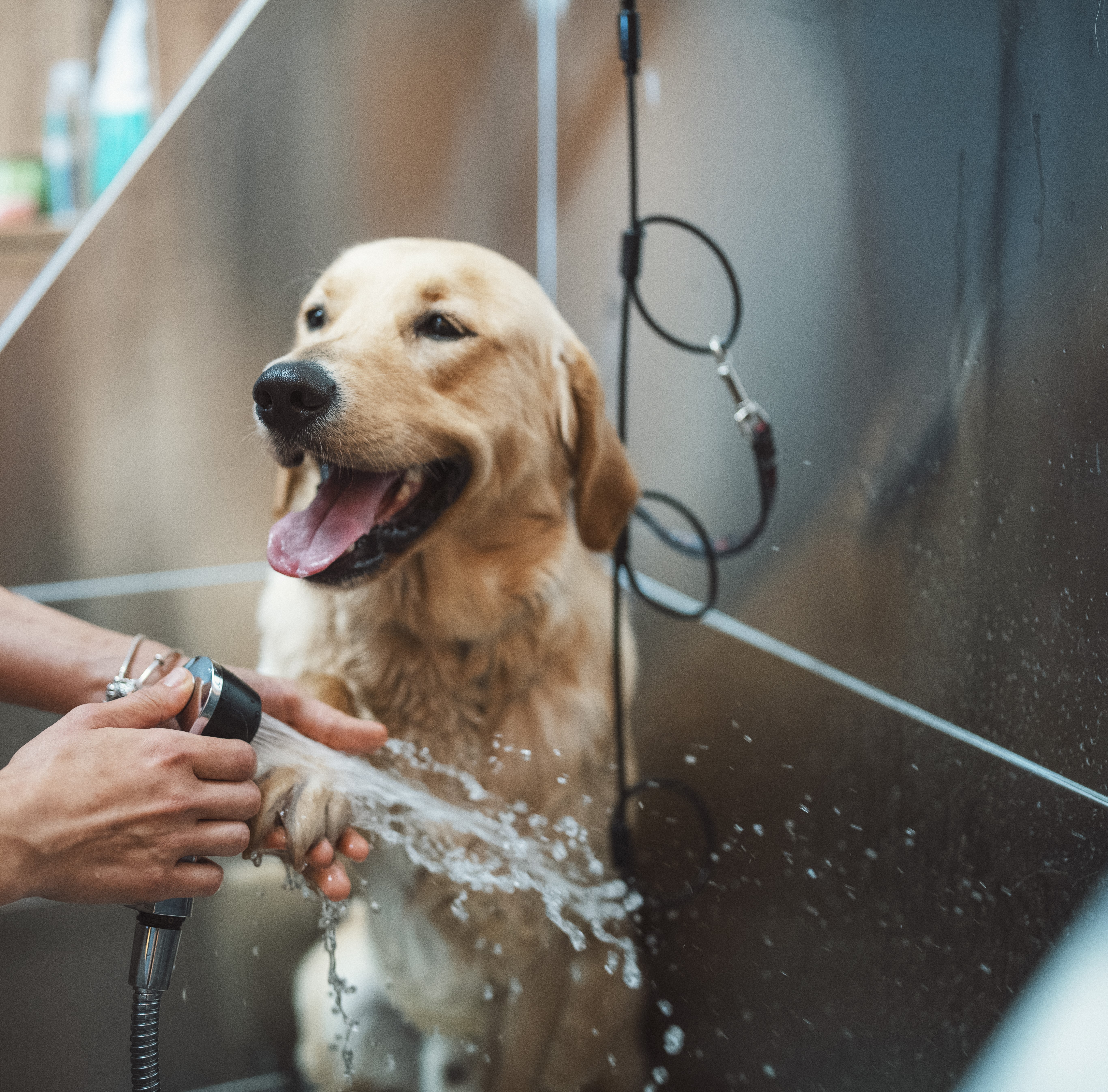 Dog Grooming