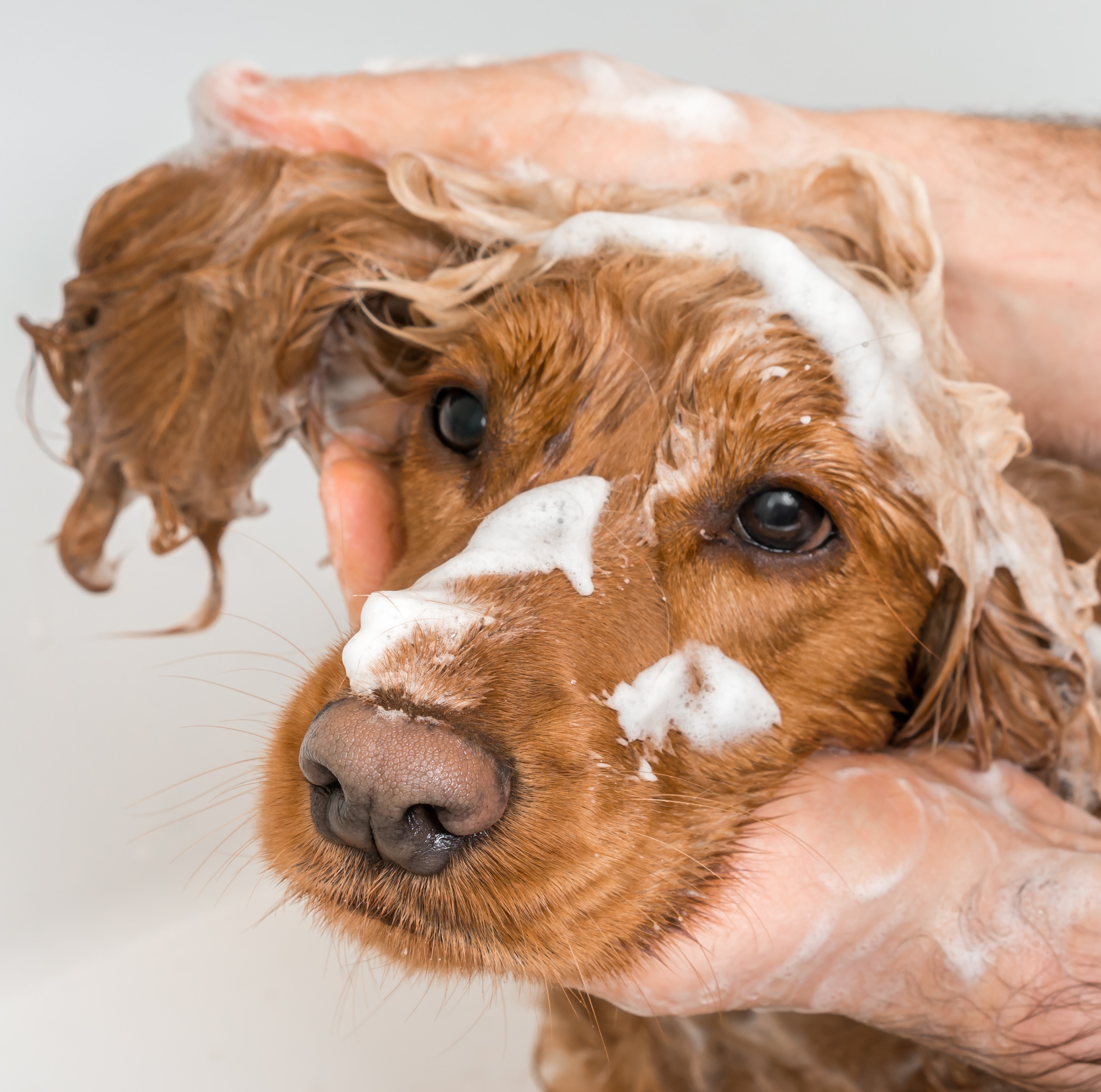 Dog Shampoos & Conditioners