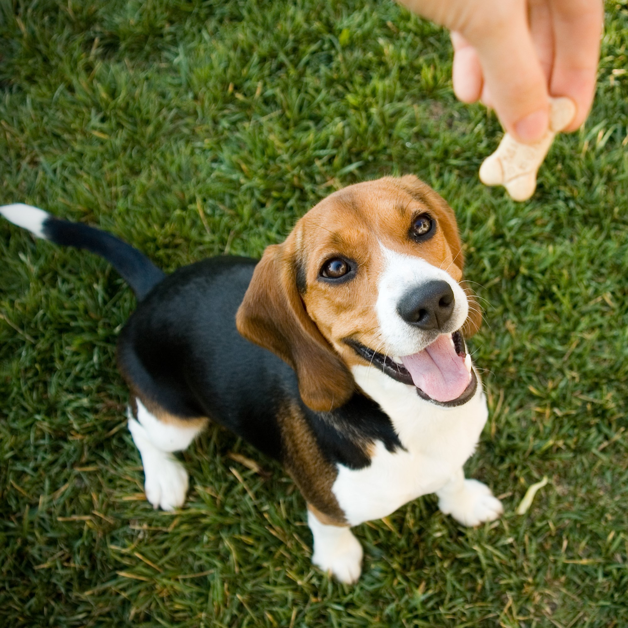 Dog Treats