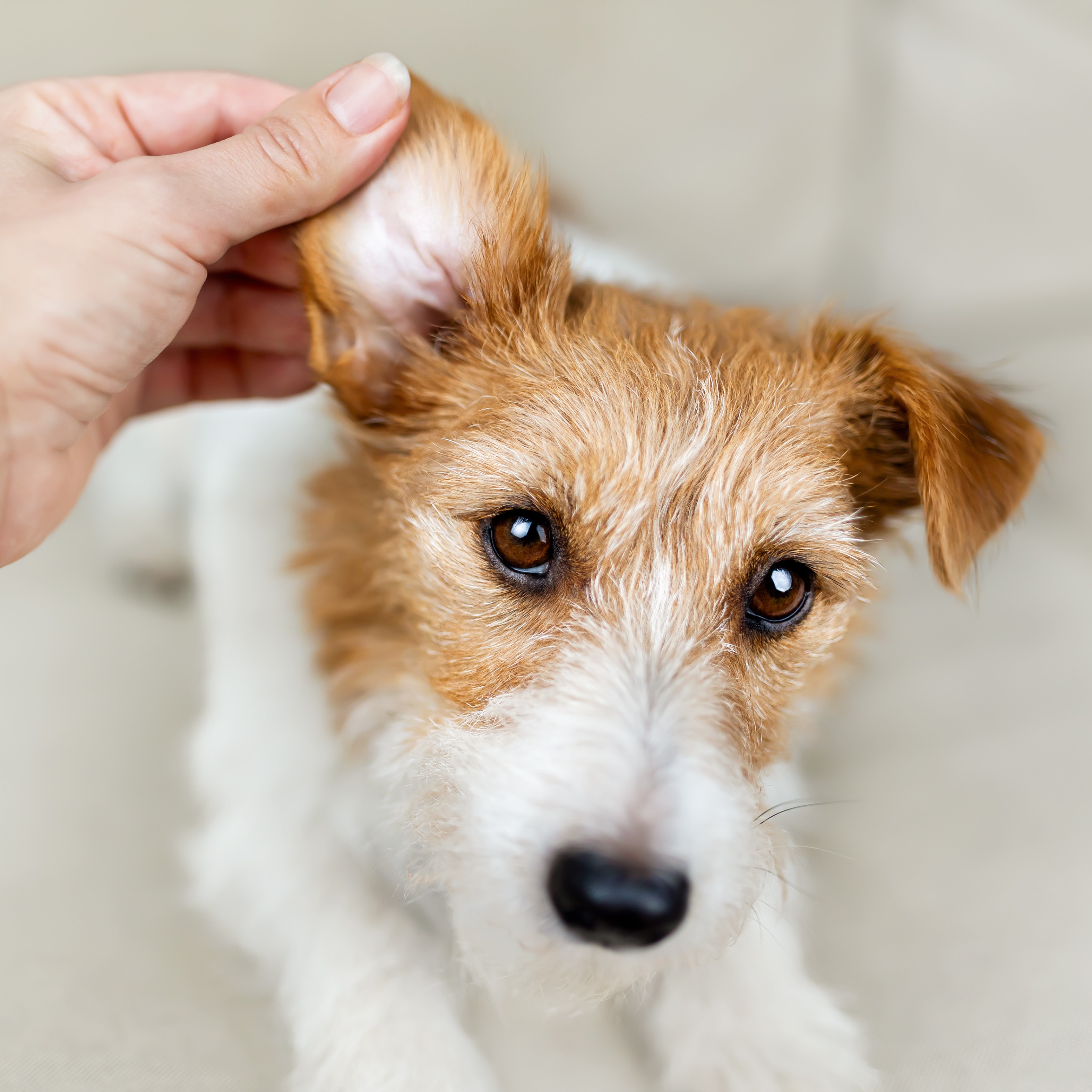 Ear & Eye Care