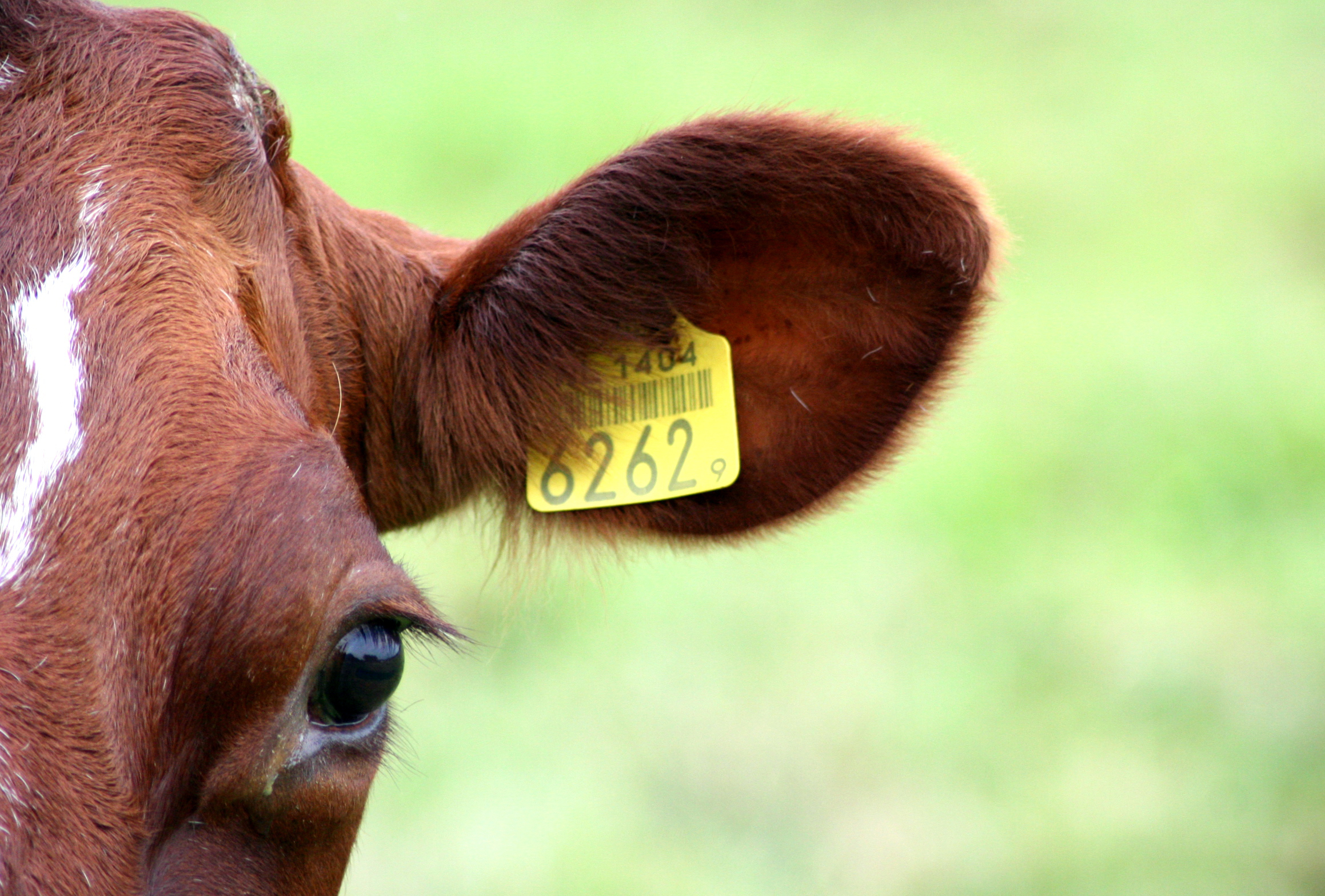 ID Tags