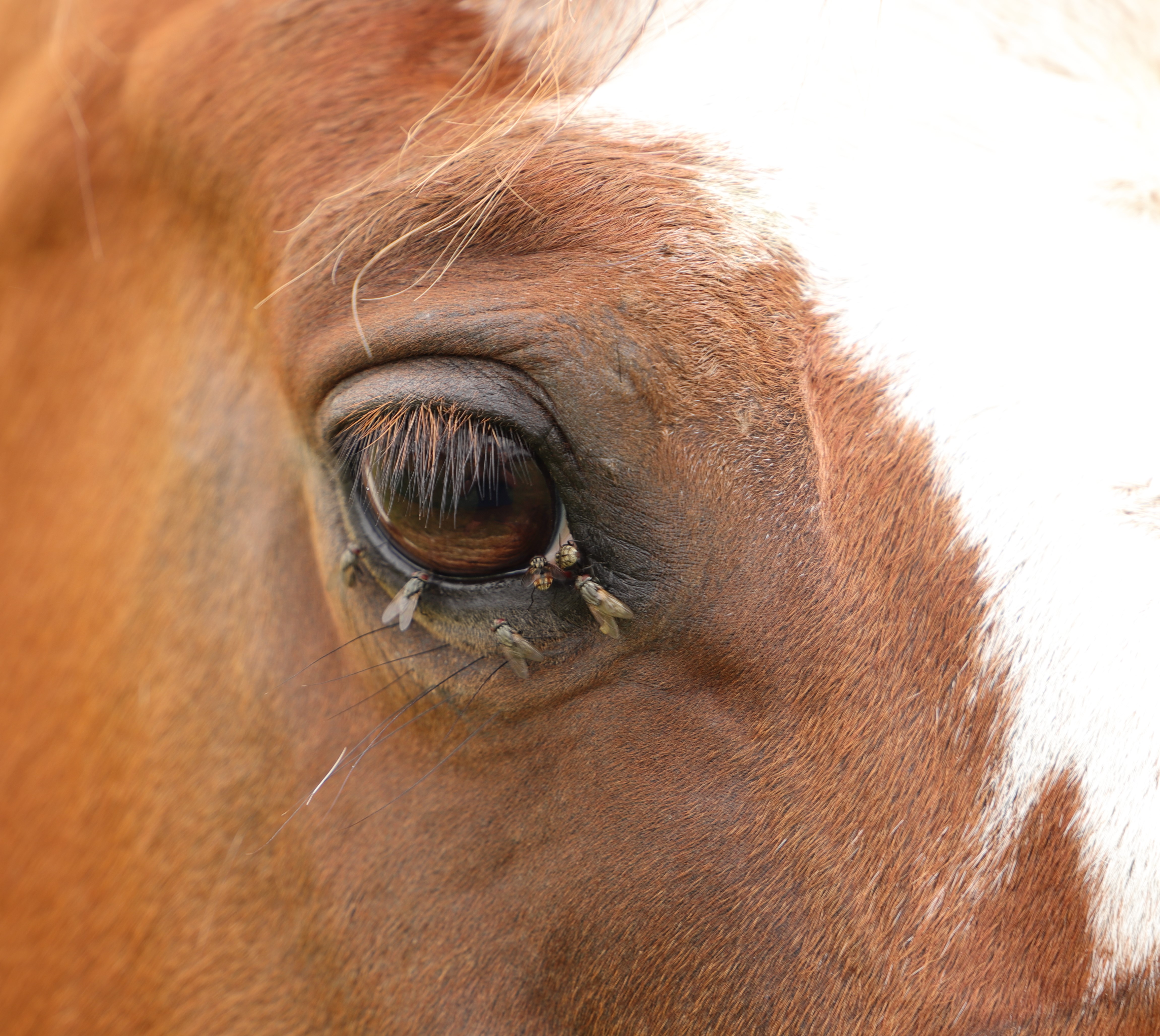 Equine Fly & Insect Control