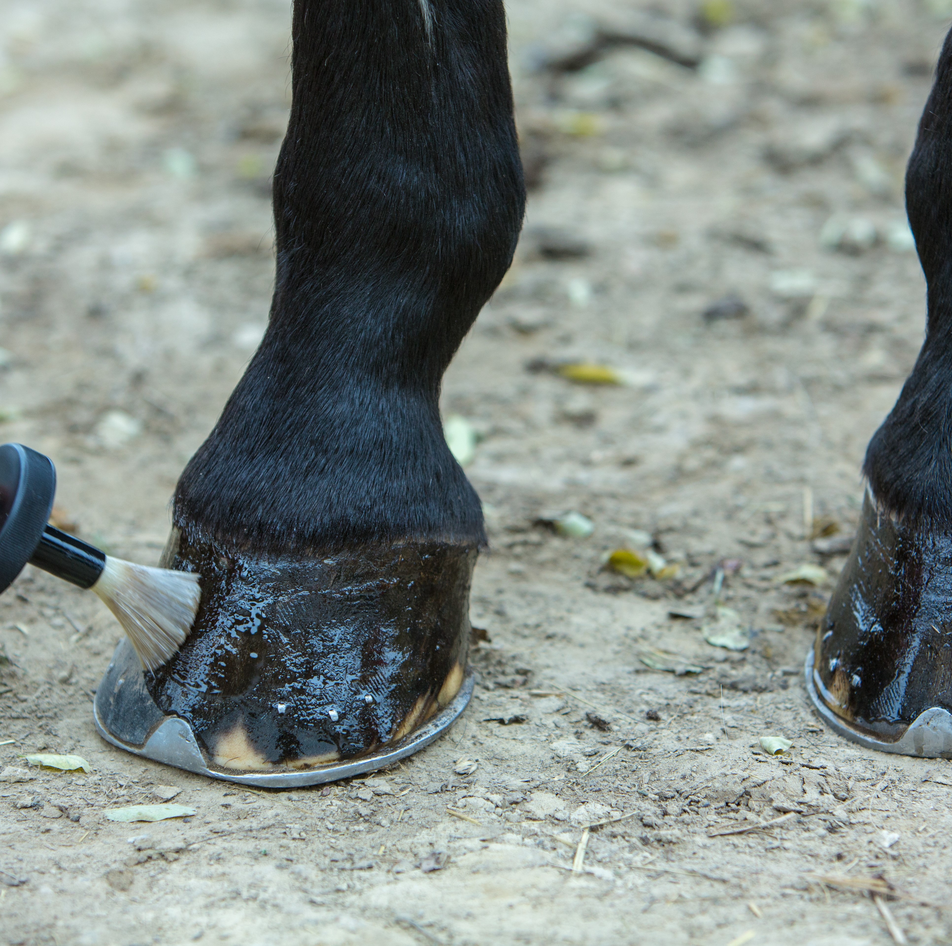 Topicals & Hoof Conditioners