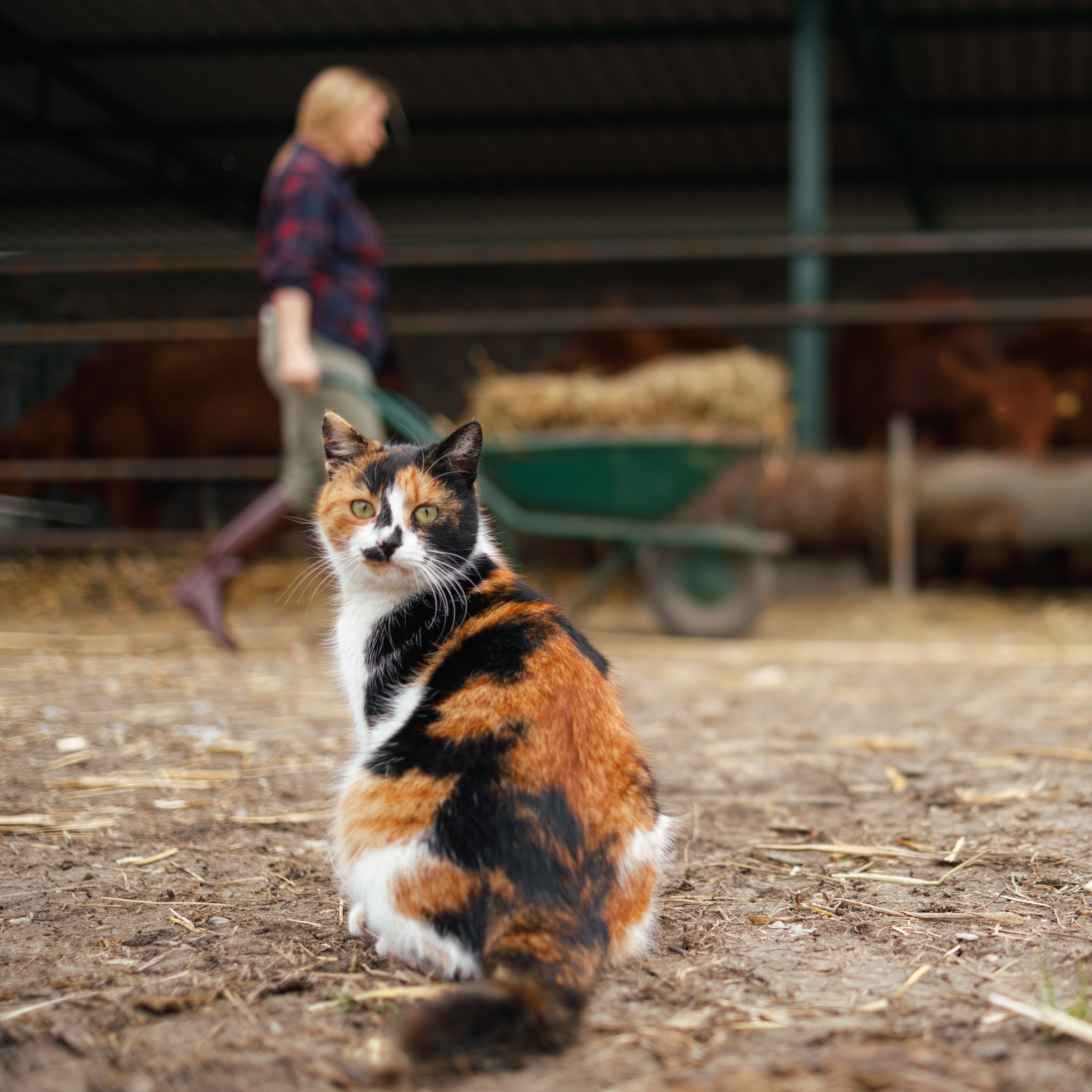 Cat Dewormers