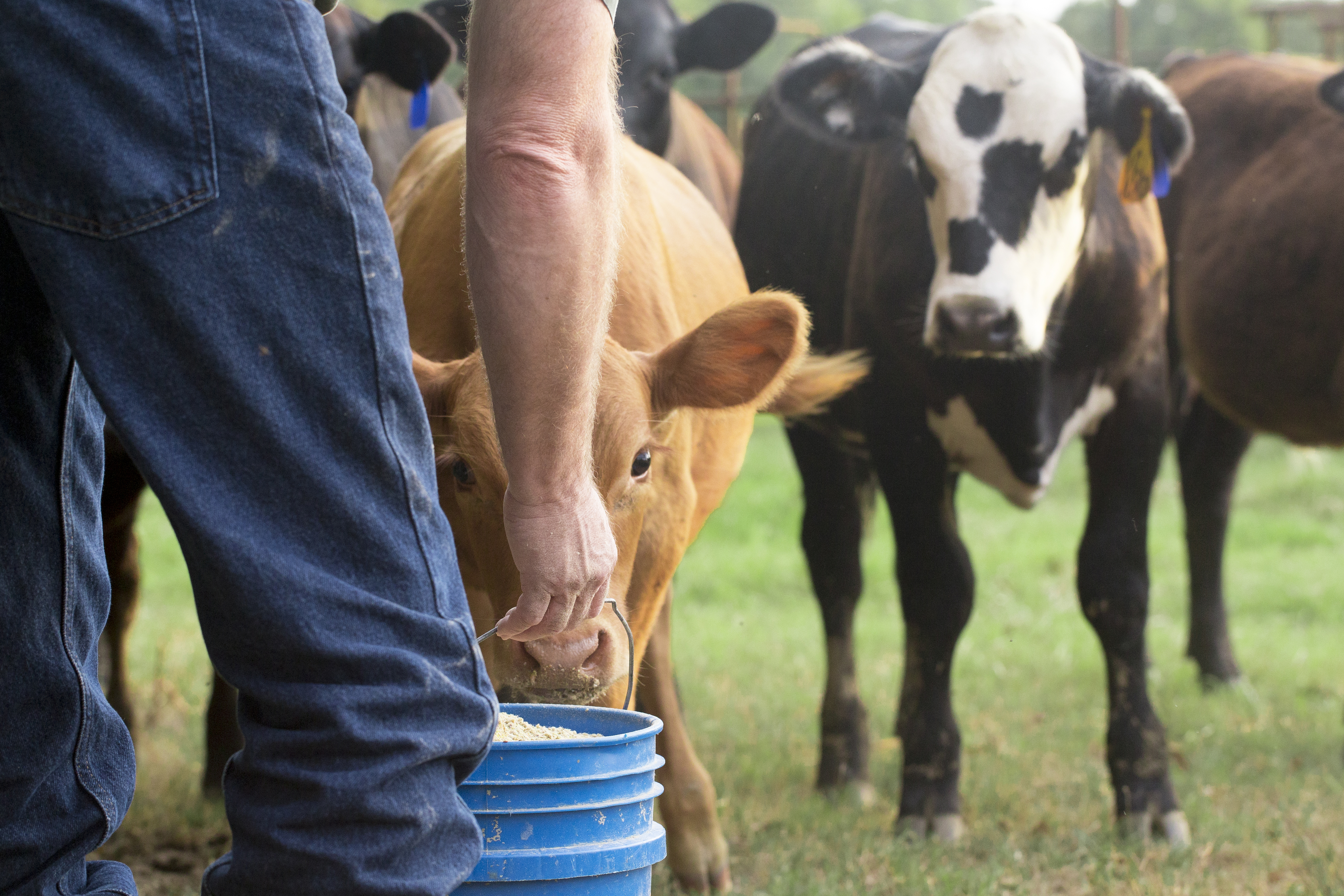 Livestock Feeding & Watering Equipment