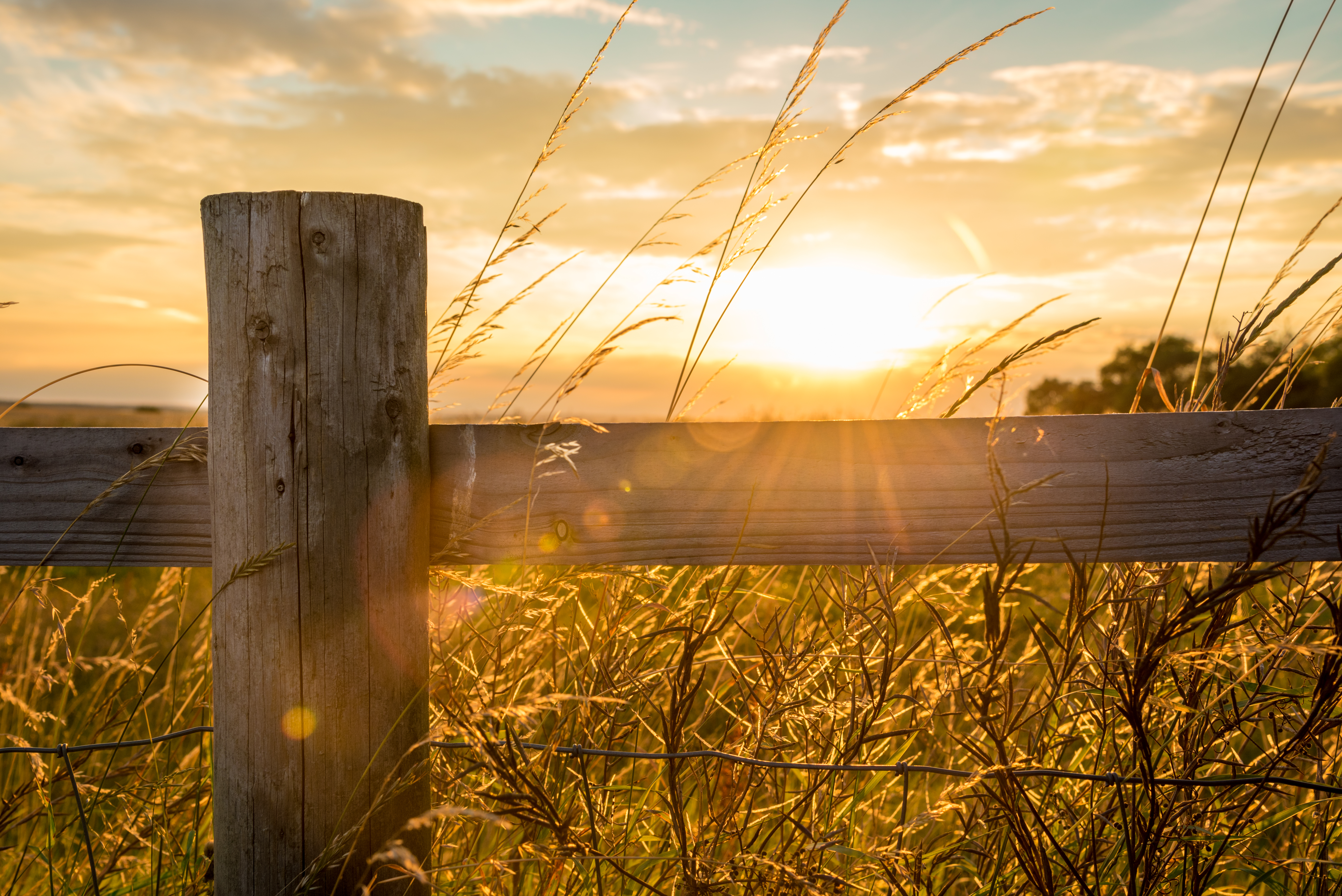 Fence Posts