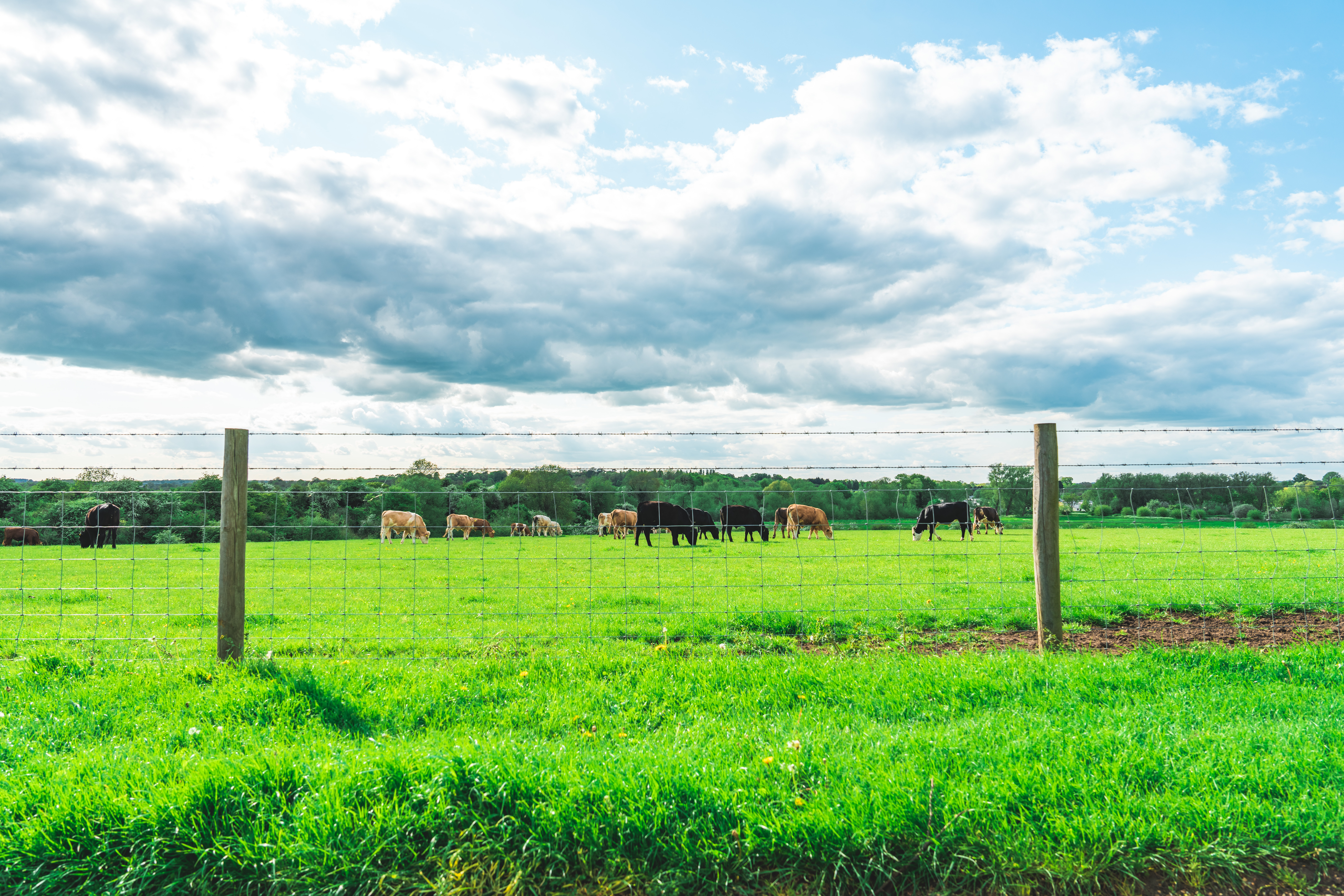 Field Fencing