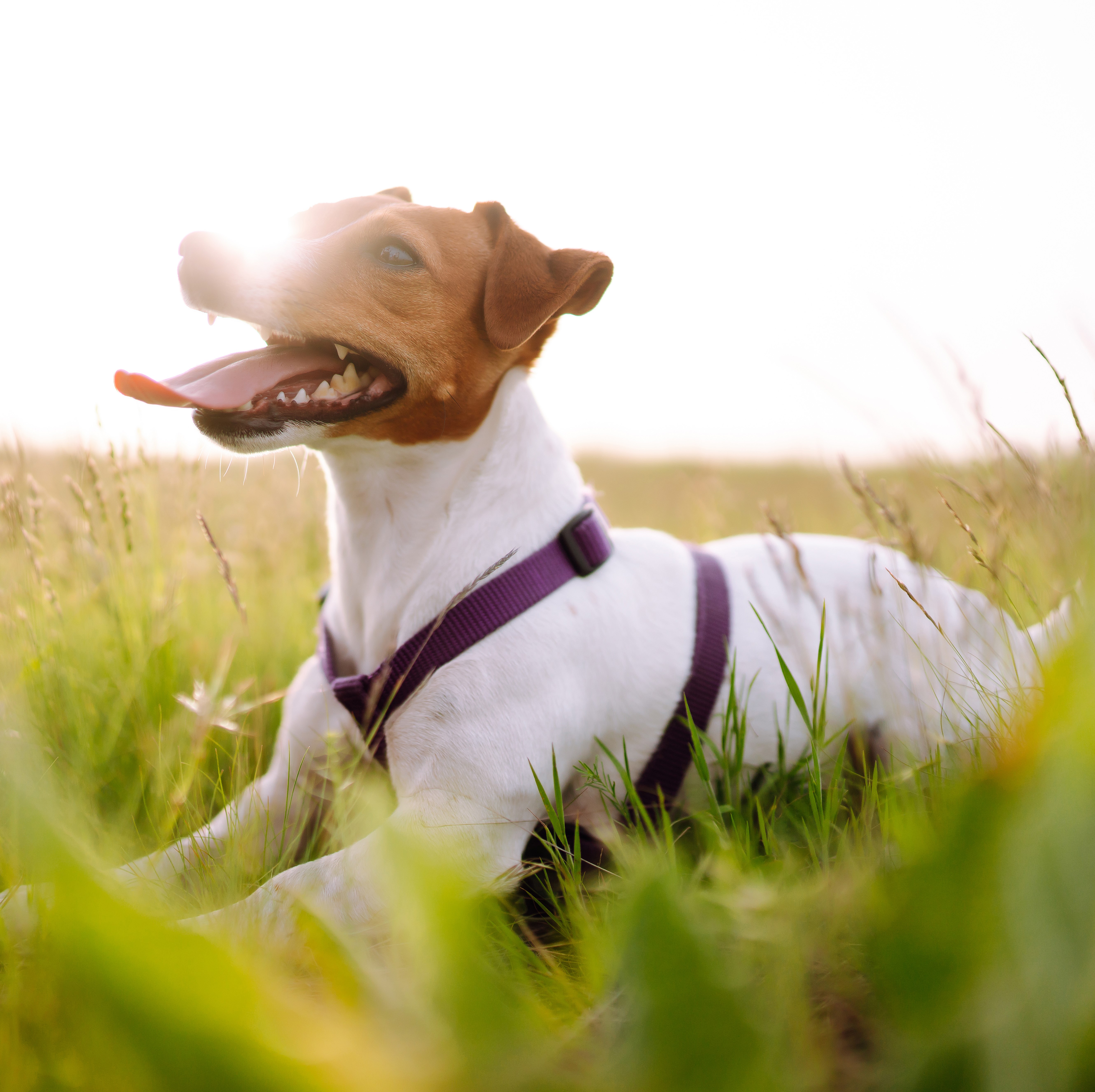 Dog Flea & Tick