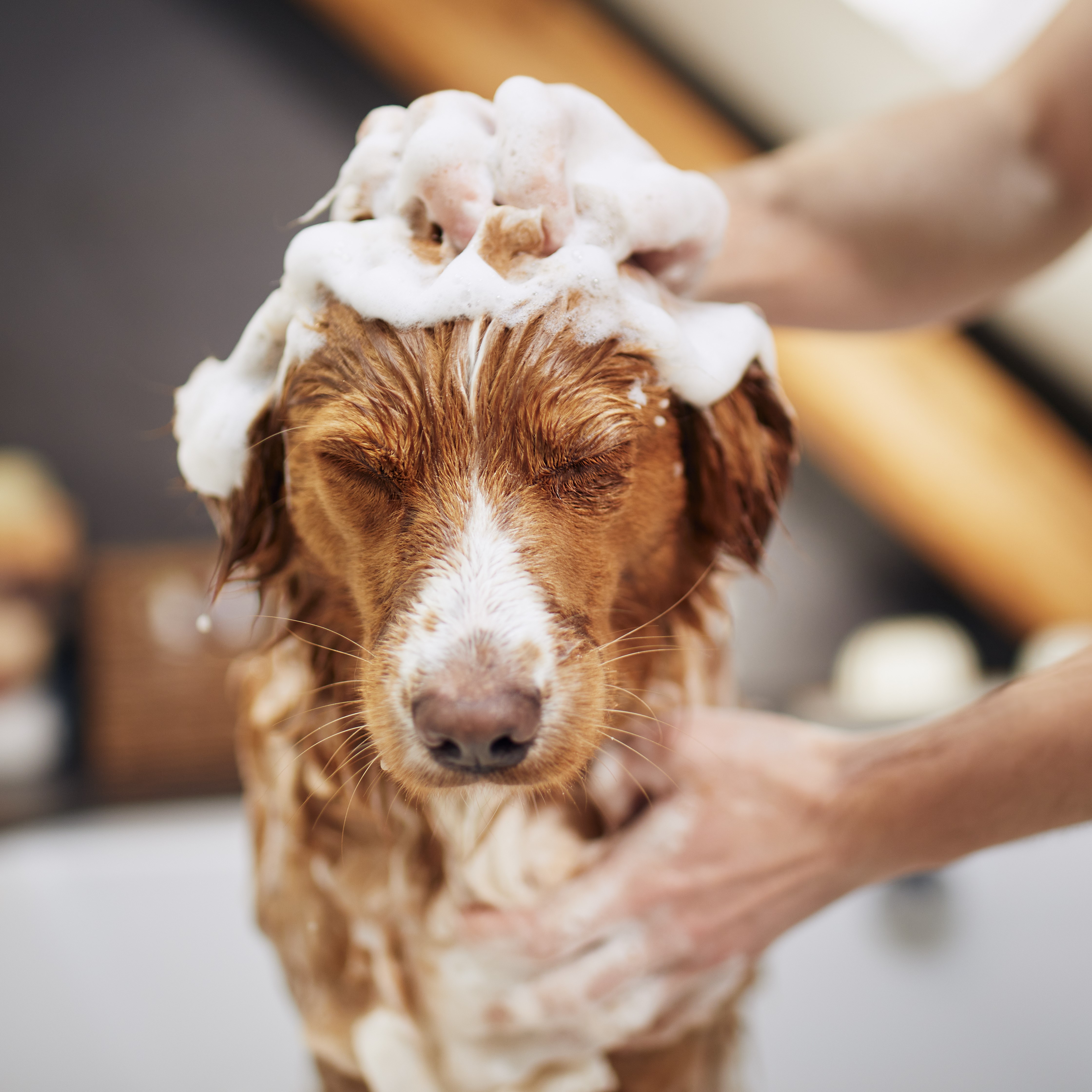 Flea & Tick Shampoos