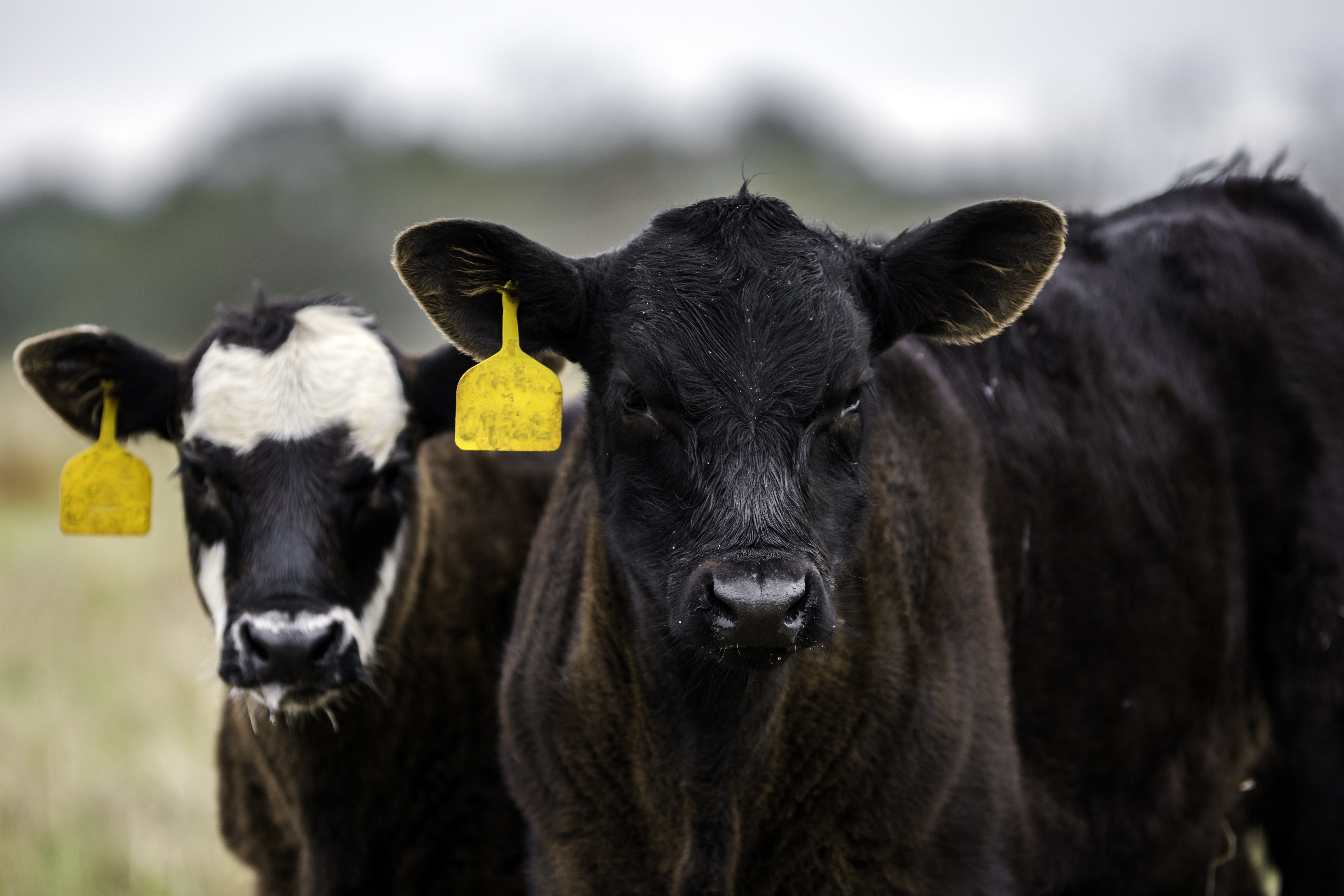 Fly Tags
