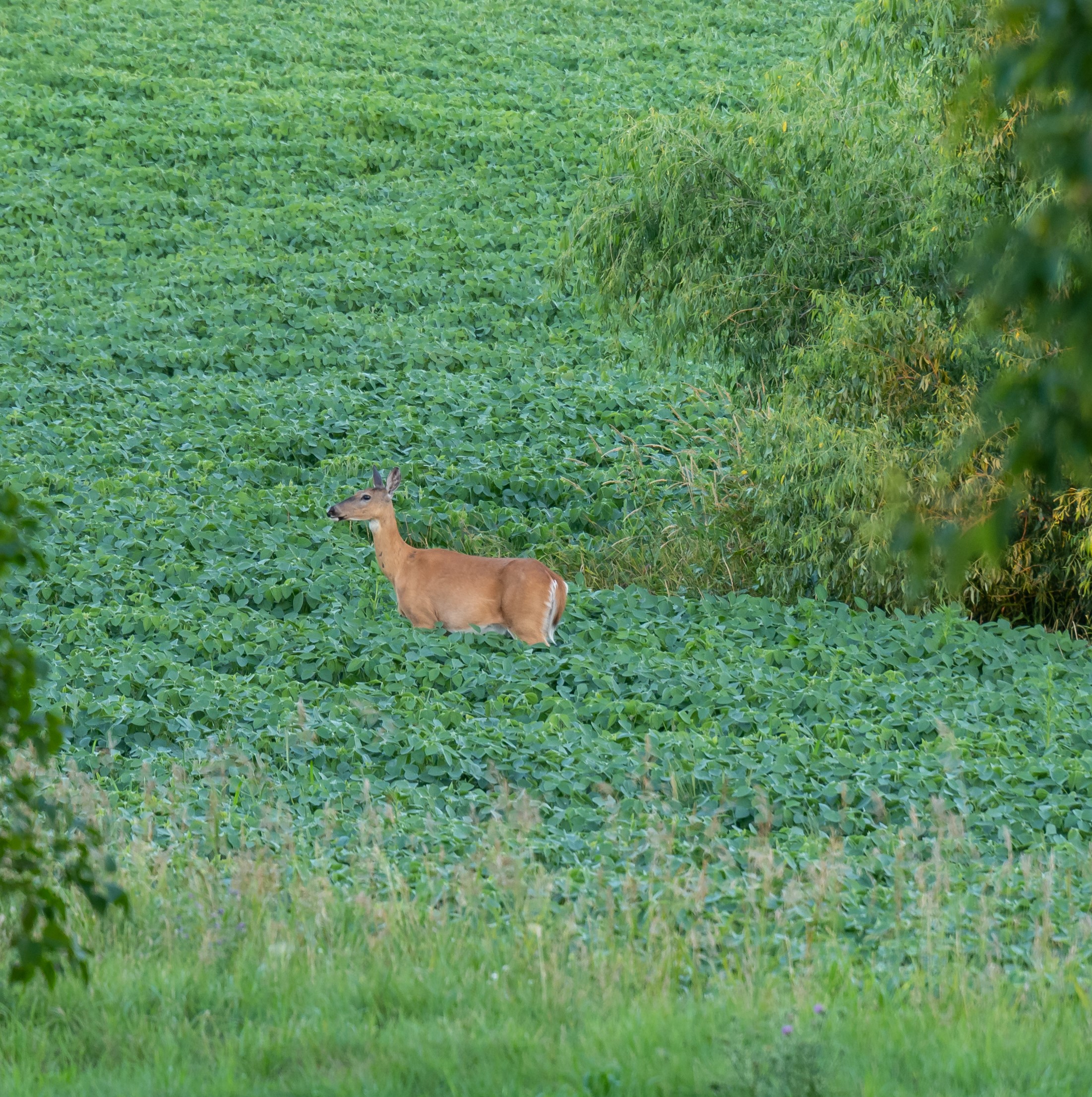 Food Plots