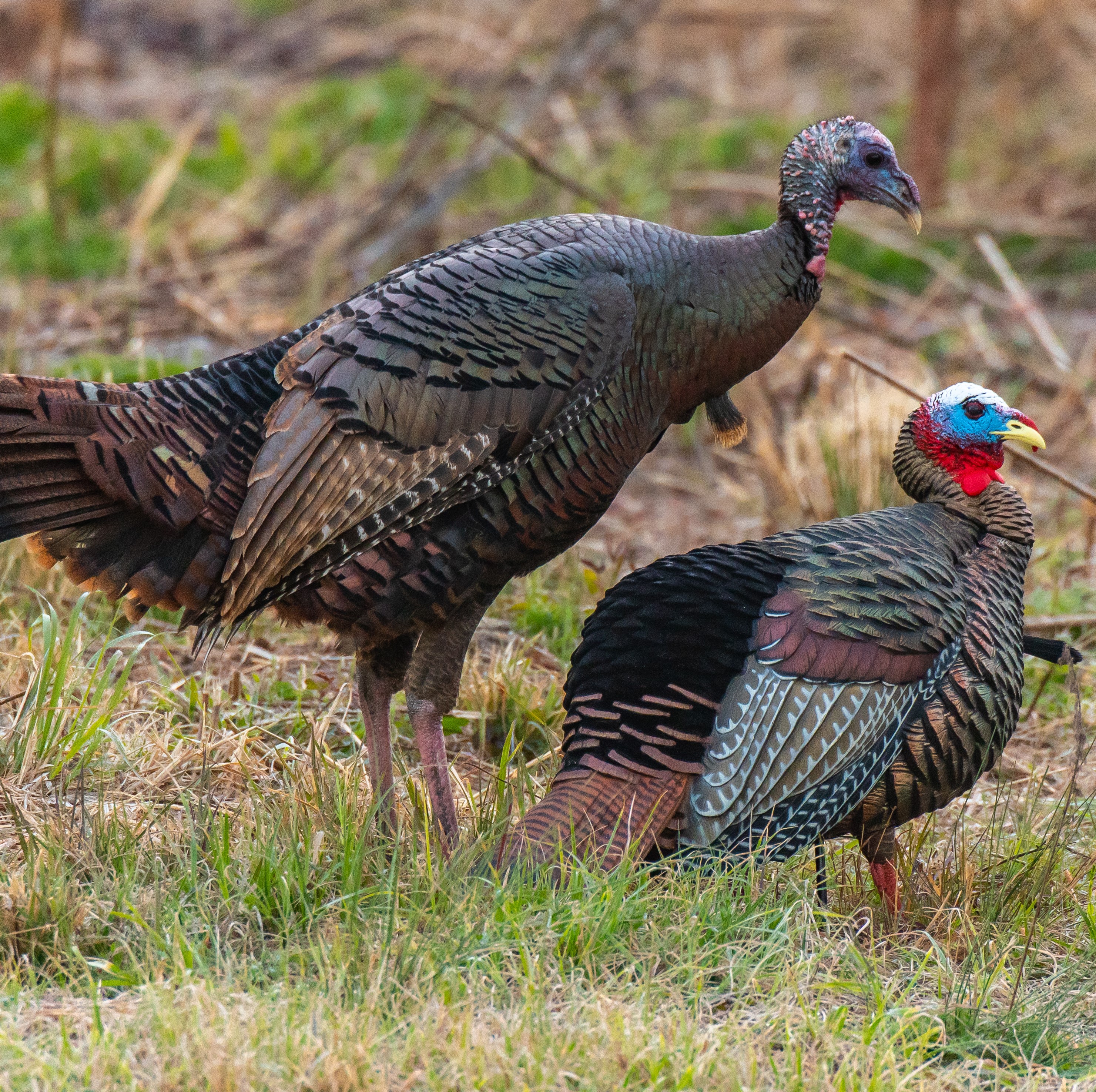 Game Decoys