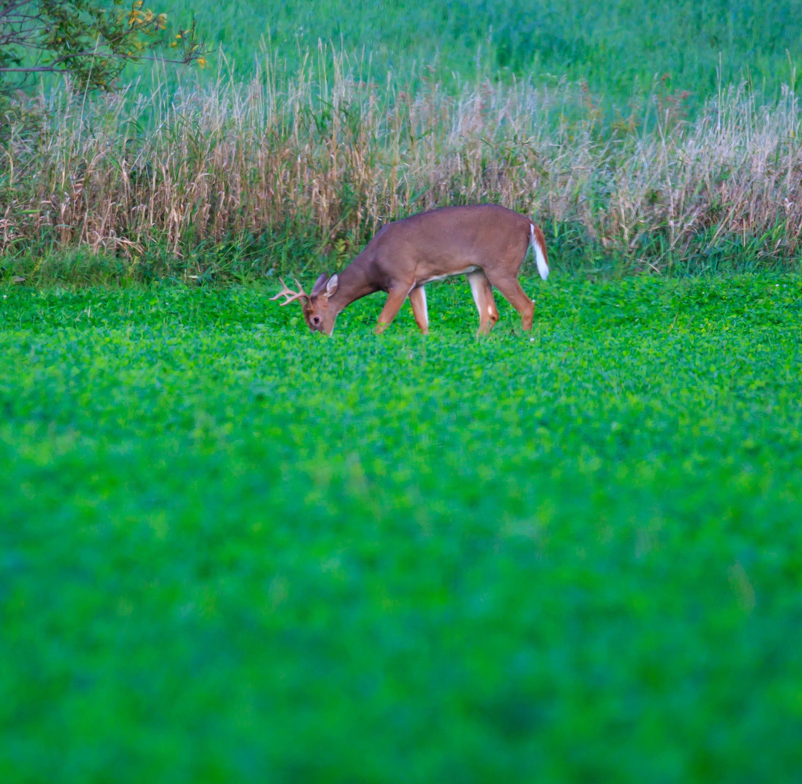 Game Feeders, Food Plots & Attractants