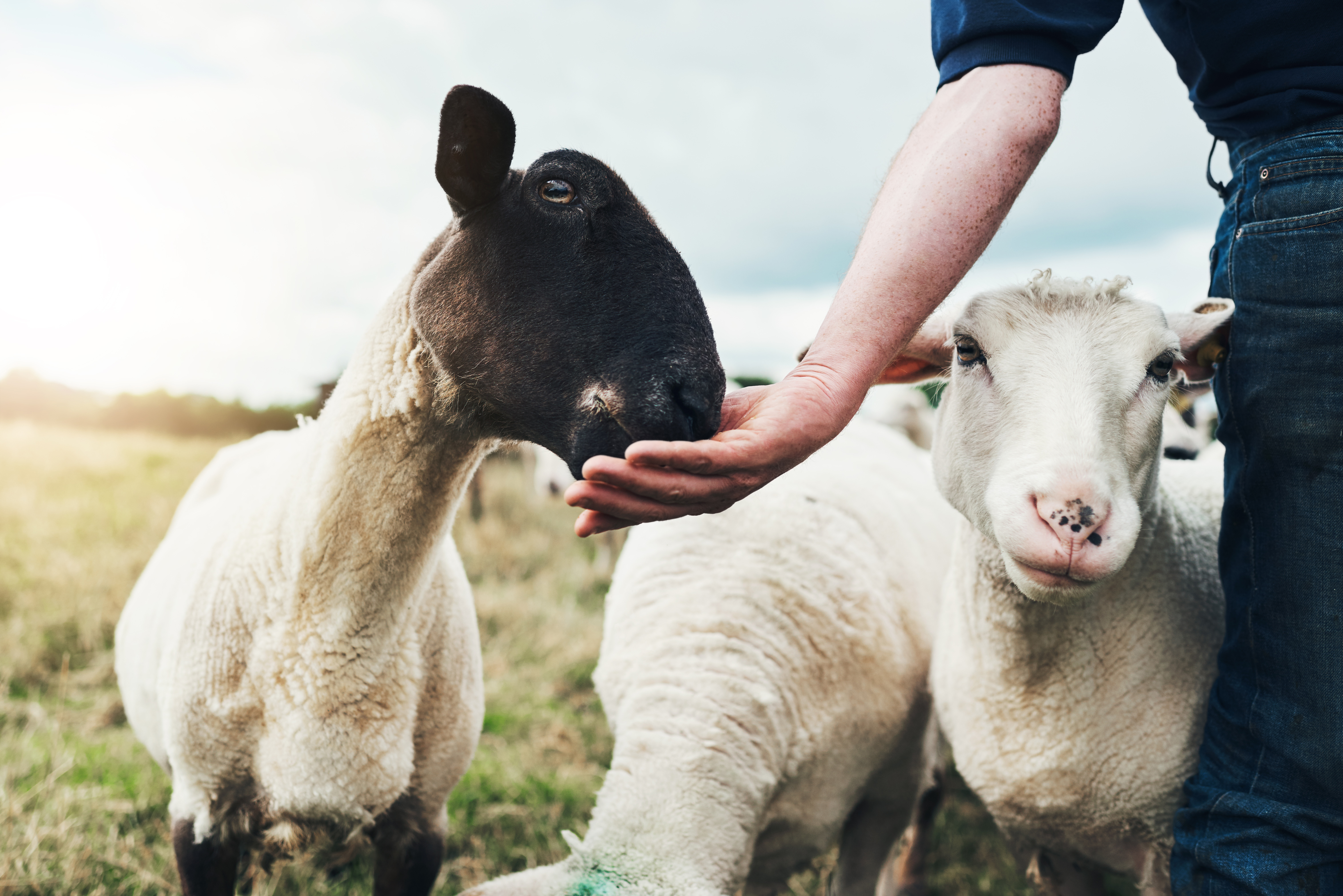 Goat & Sheep