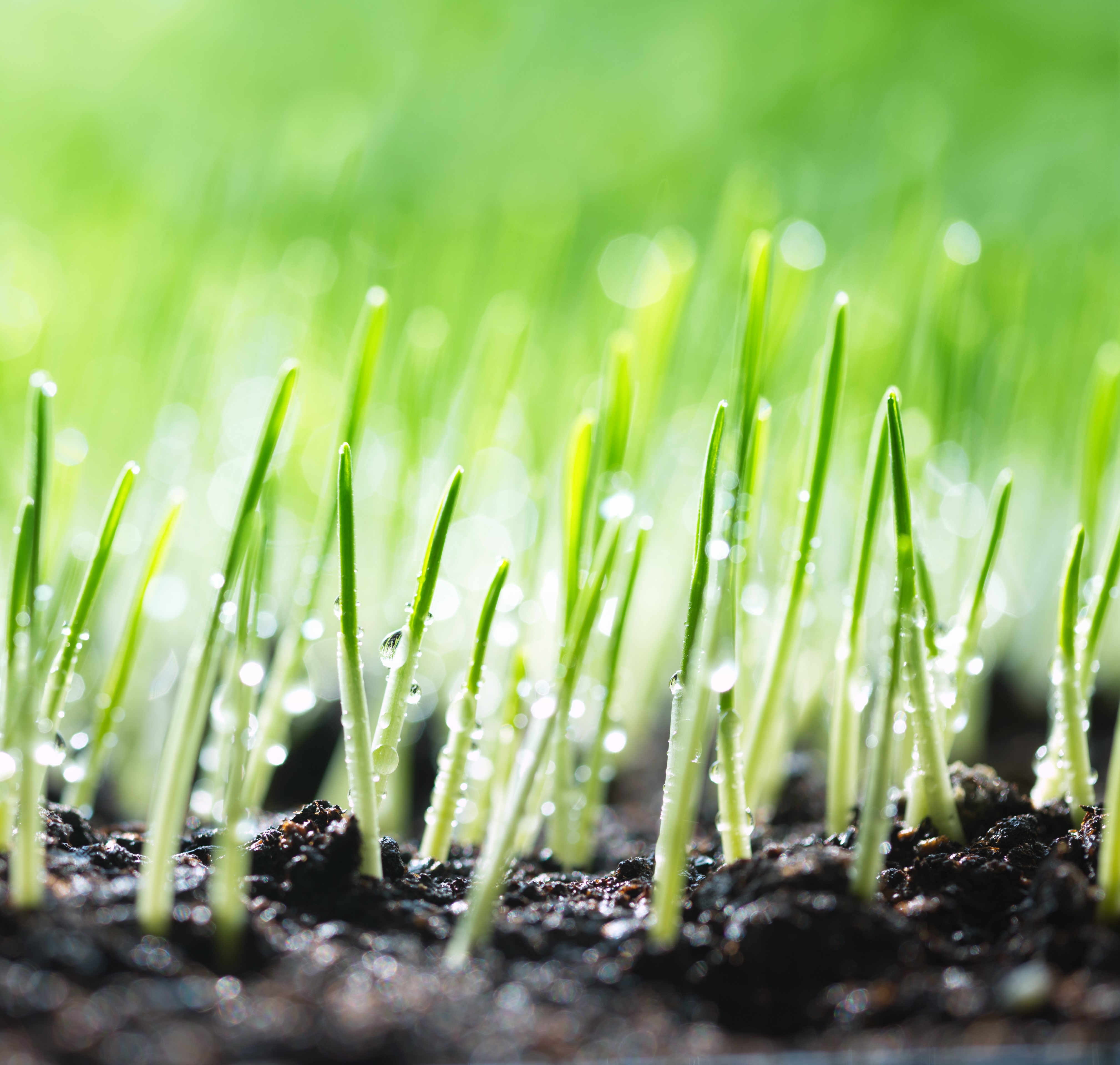 Grass Seed