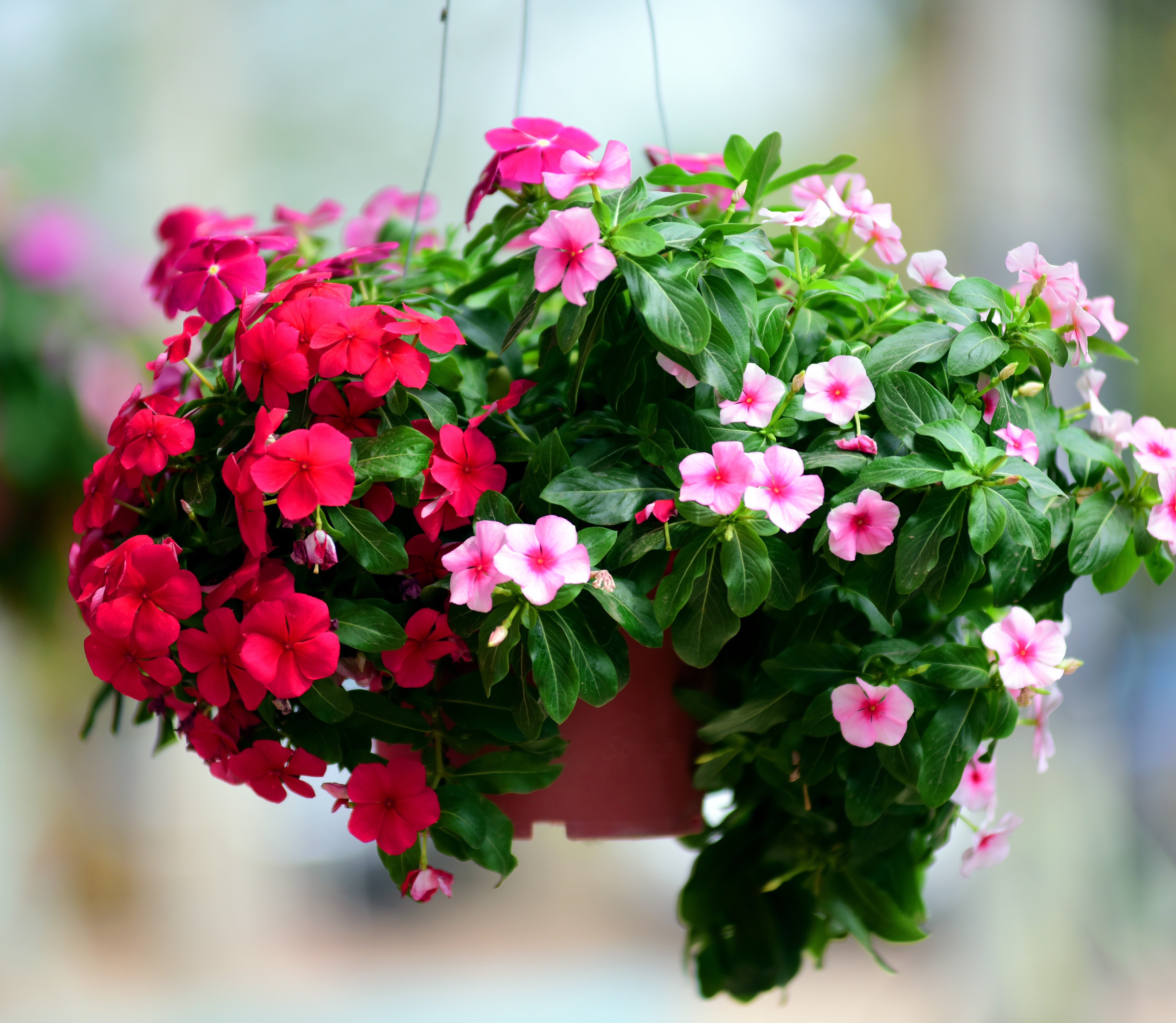 Plant Hangers