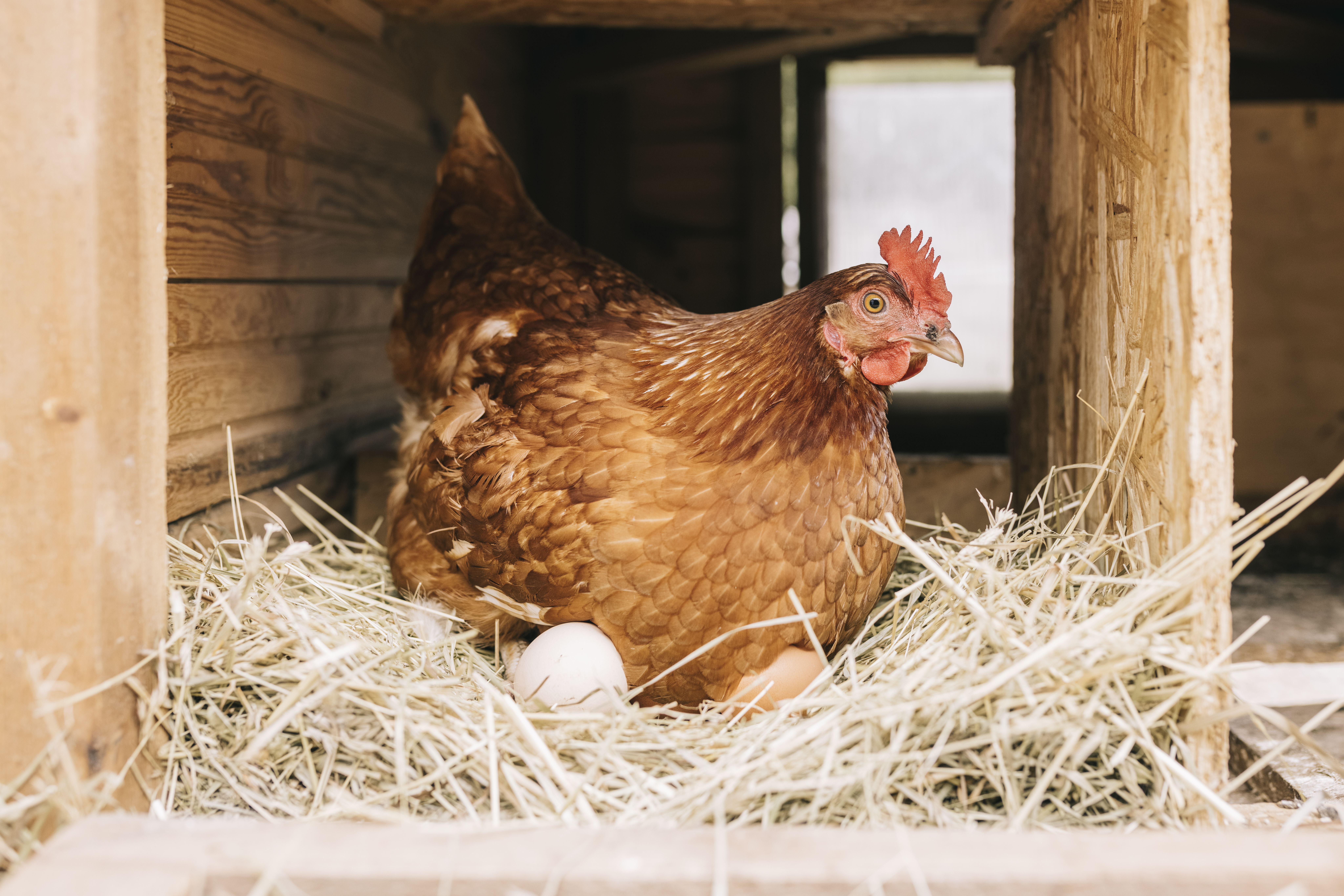 Hatching & Egg Supplies