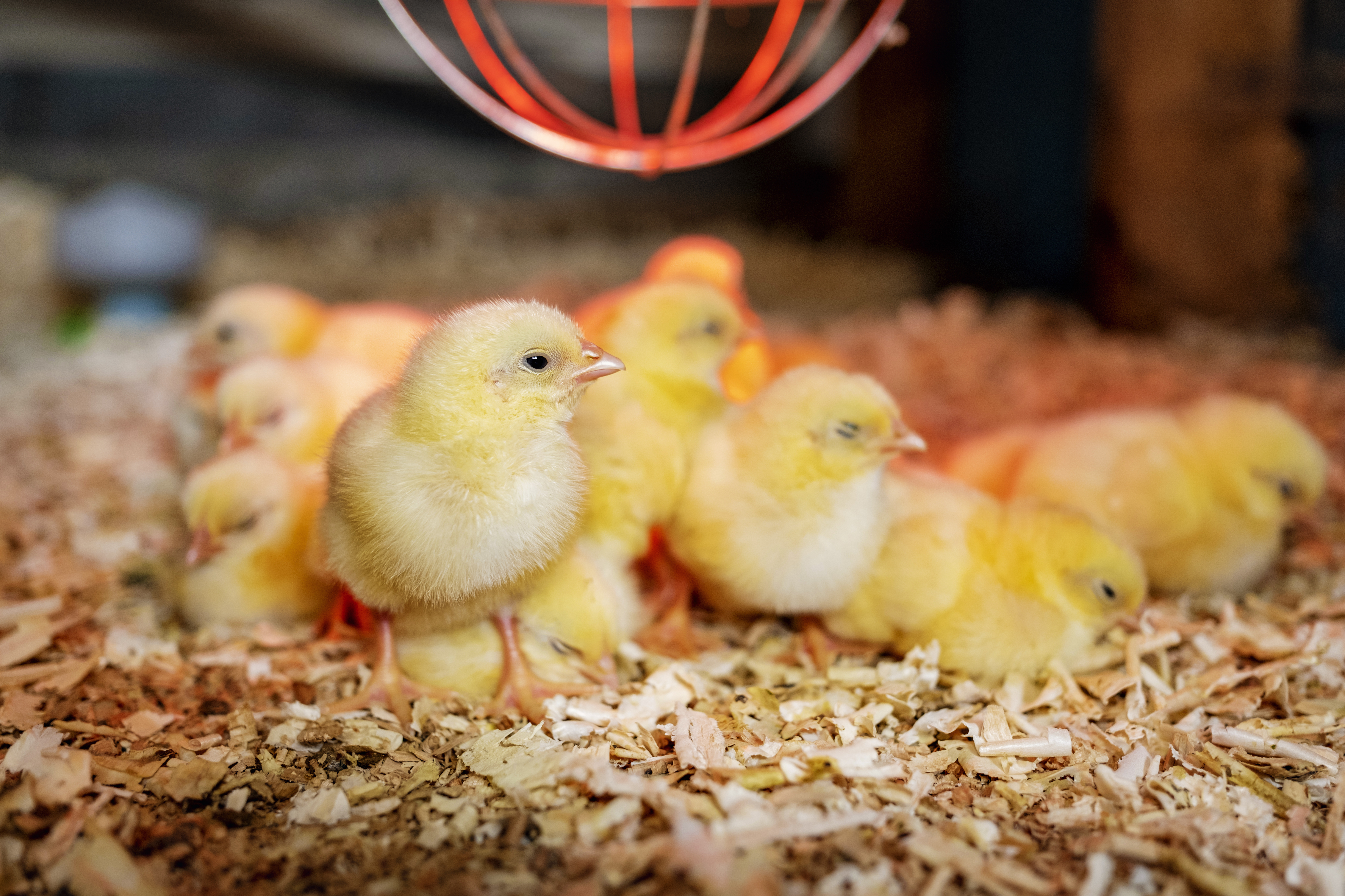 Brooders, Heat Lamps & Accessories