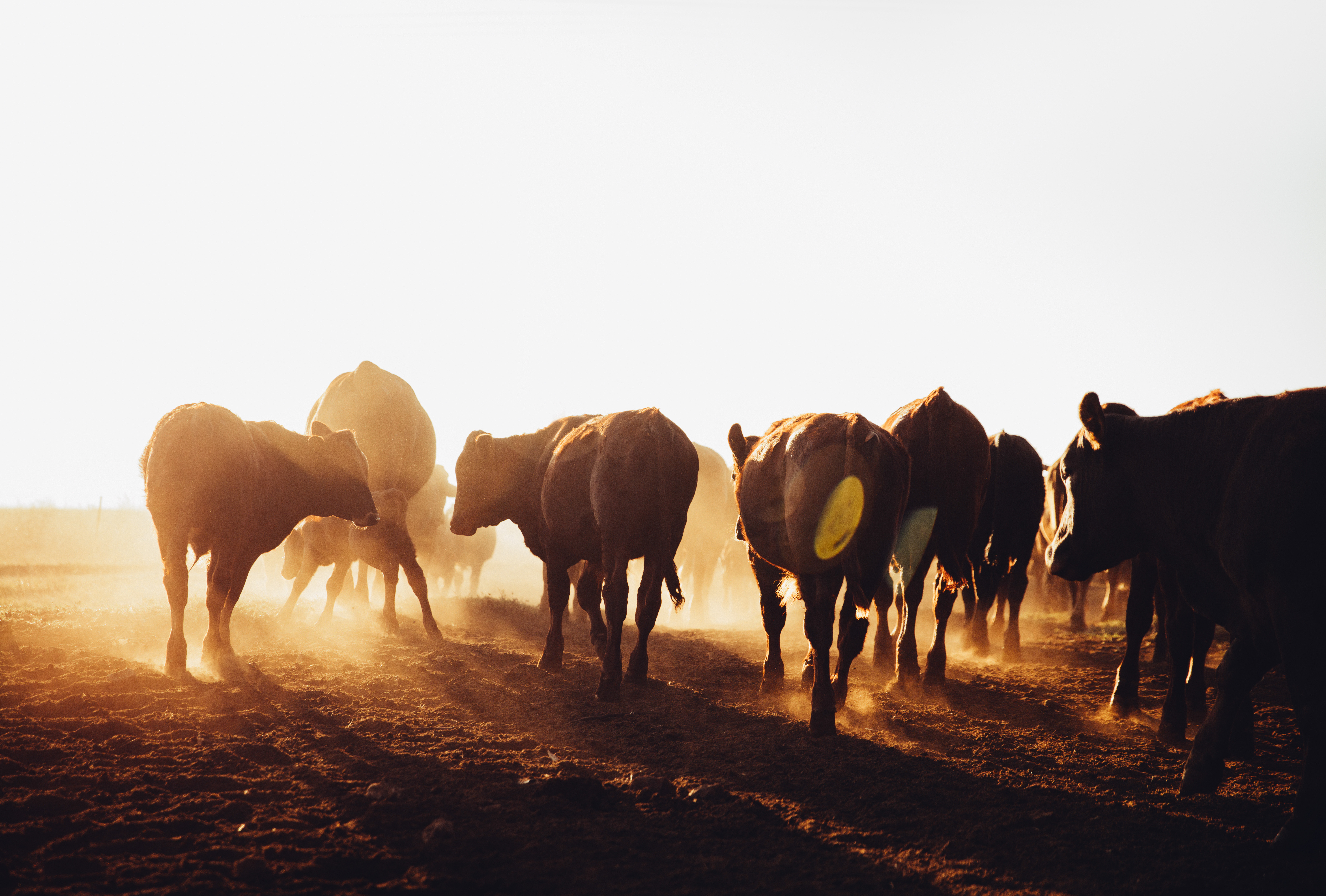 Hoof Care