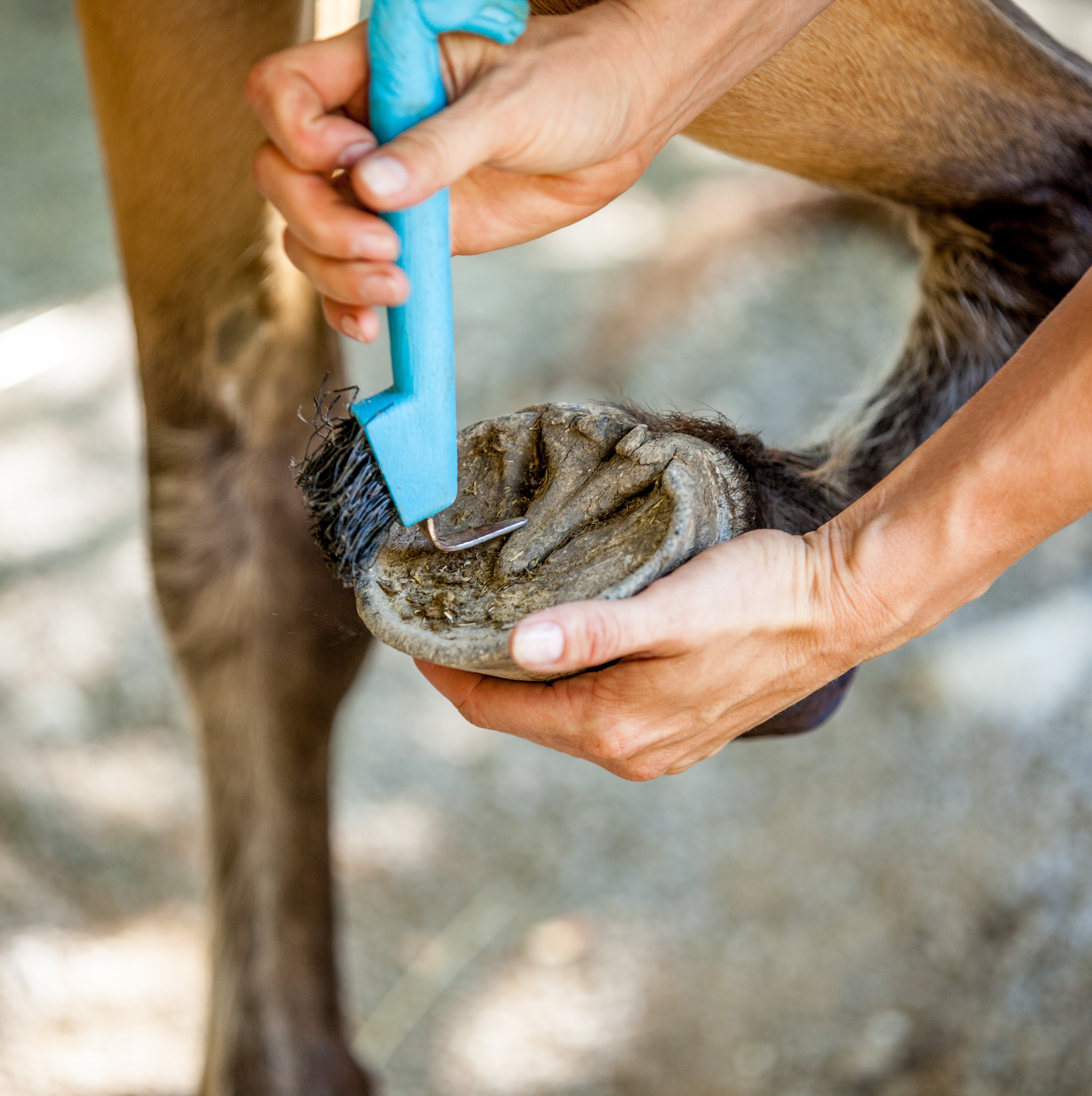Hoof Picks
