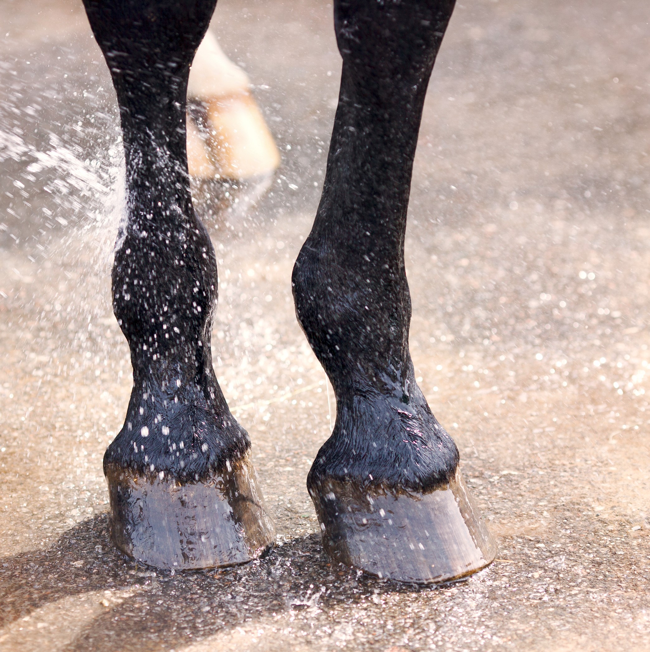 Hoof Supplements