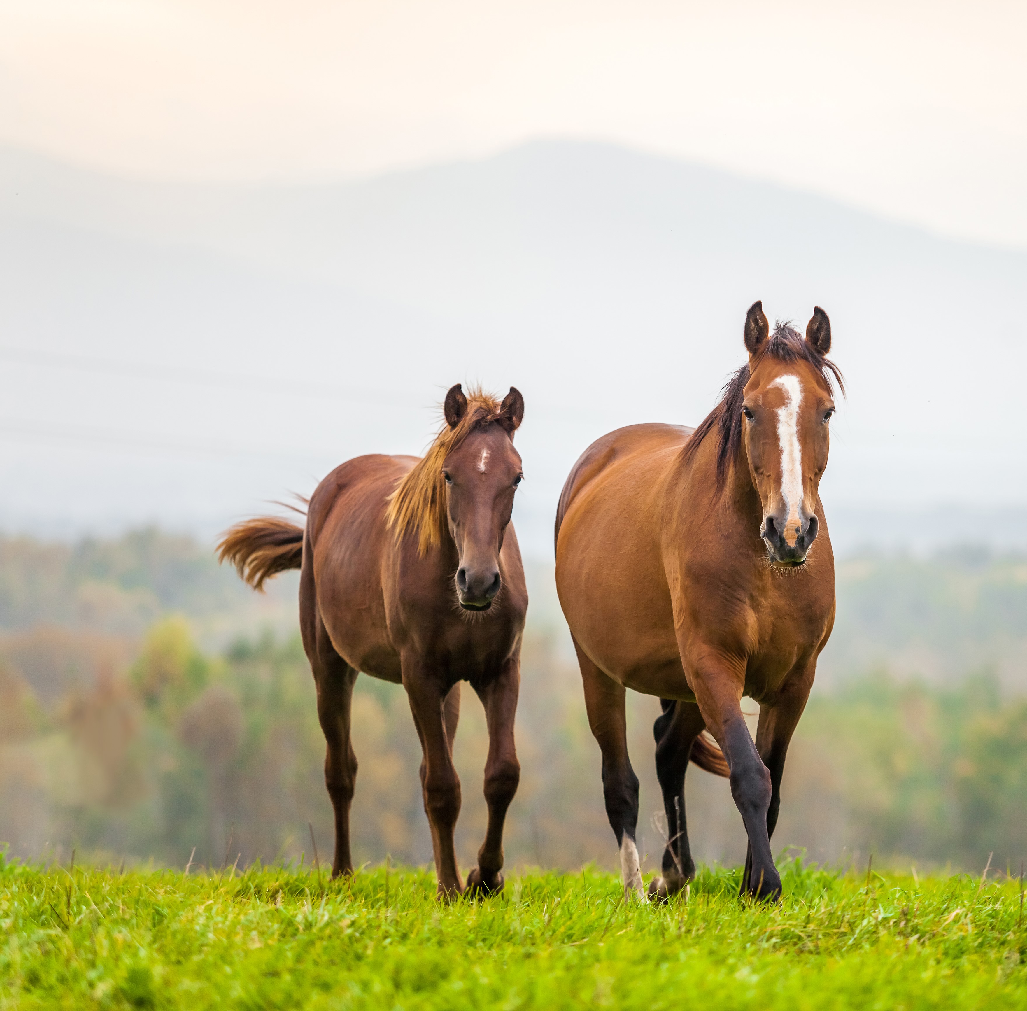 Dewormers