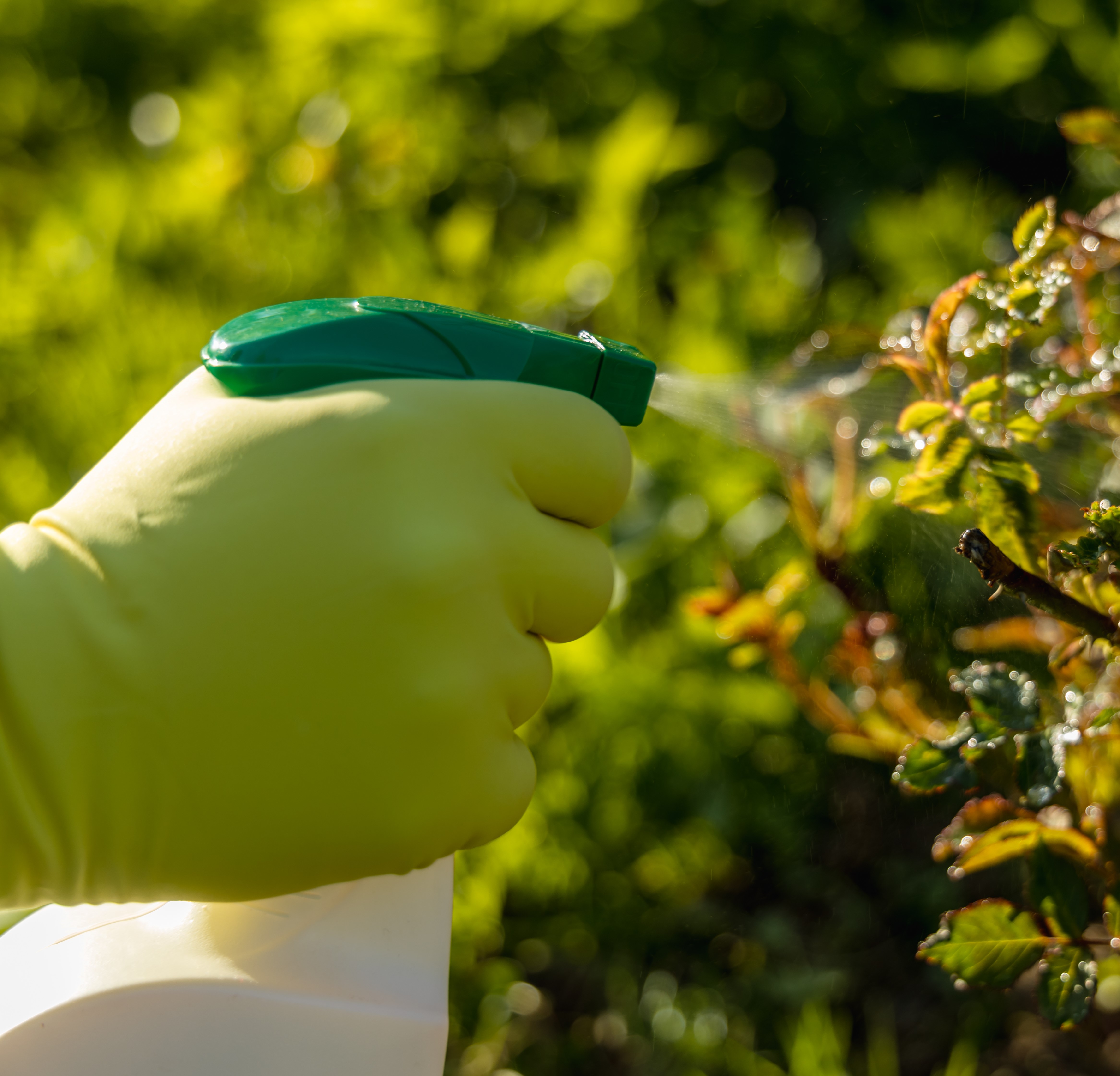Insect Control