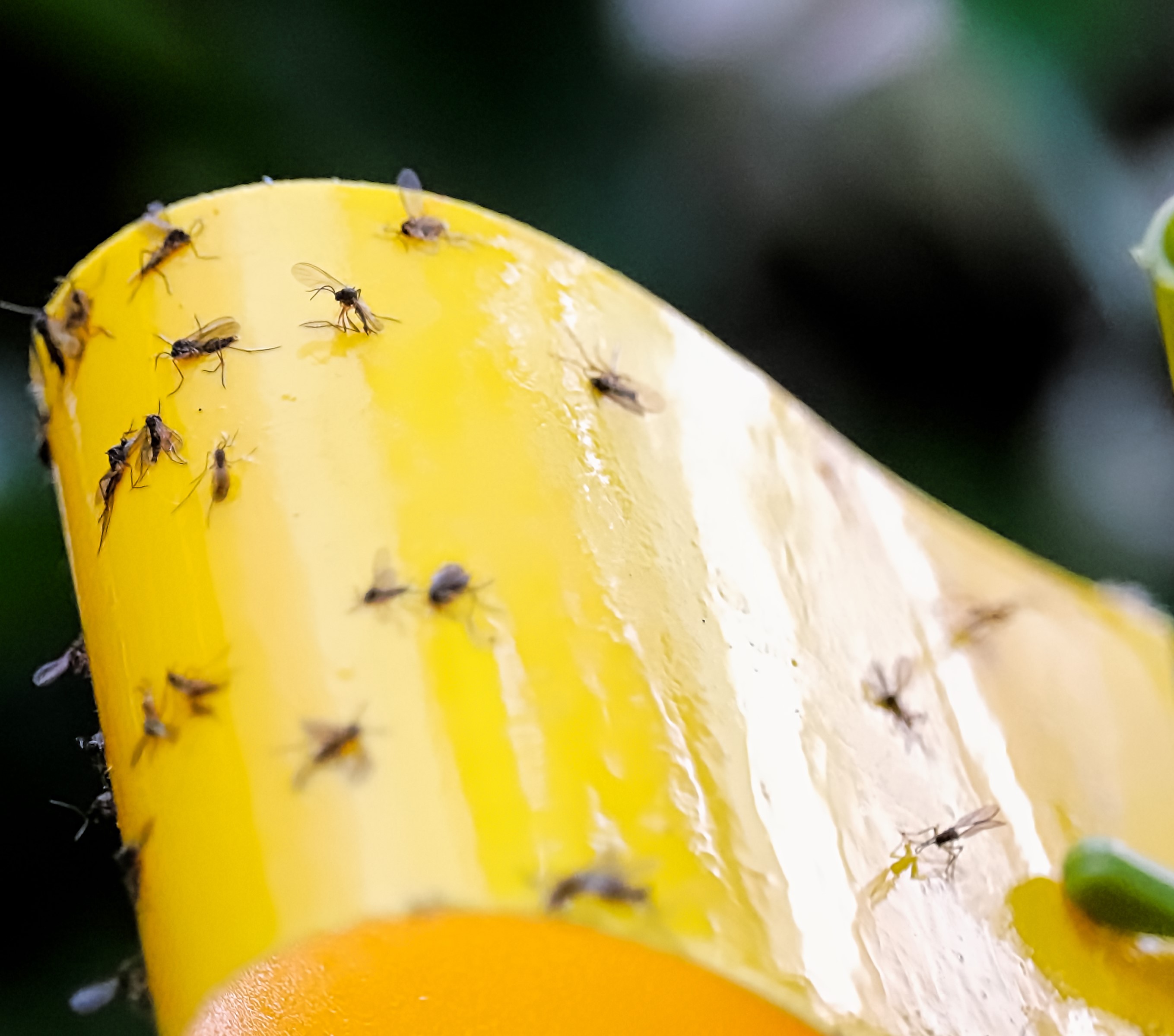 Insect Traps