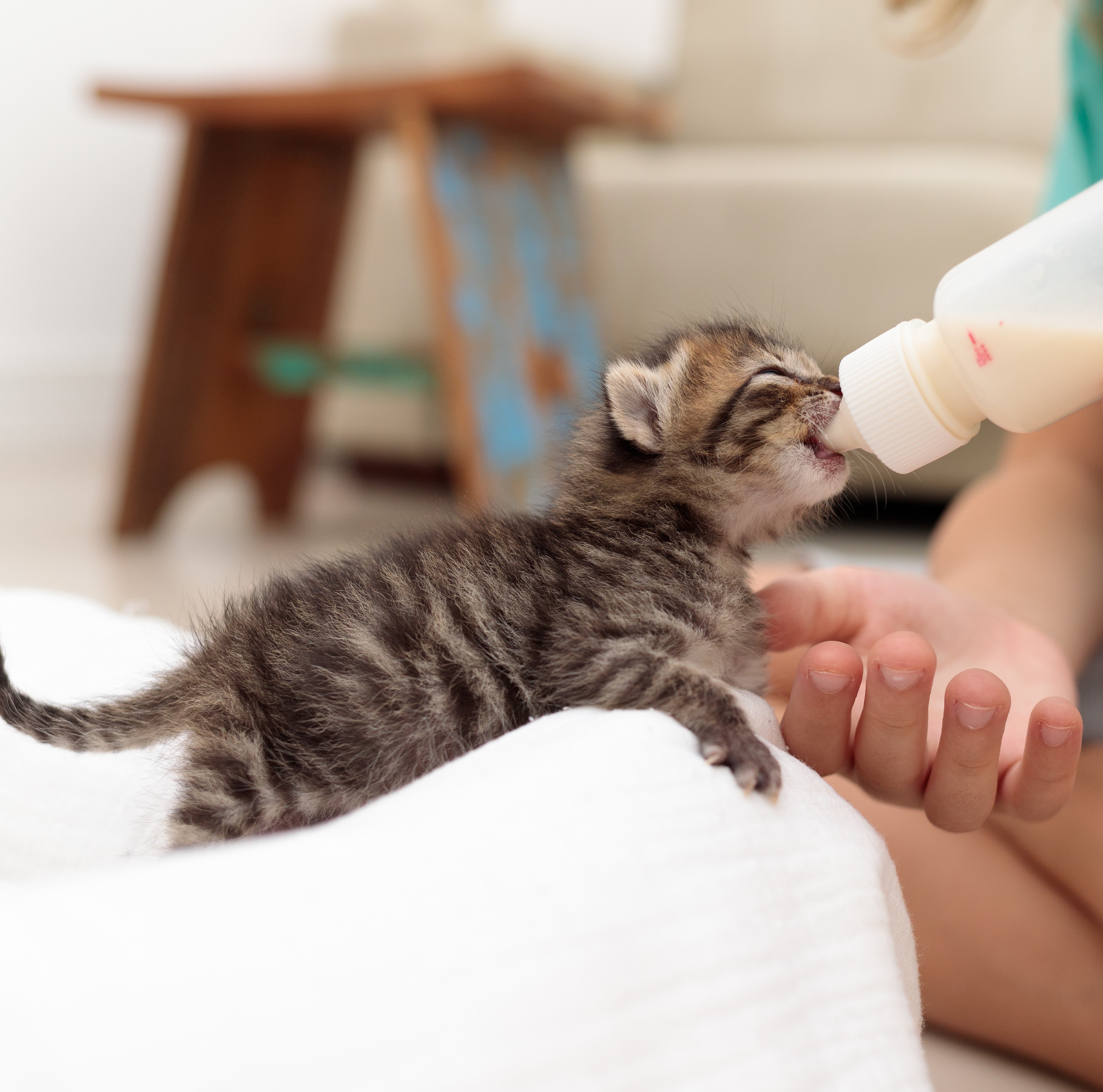 Cat Milk Replacers