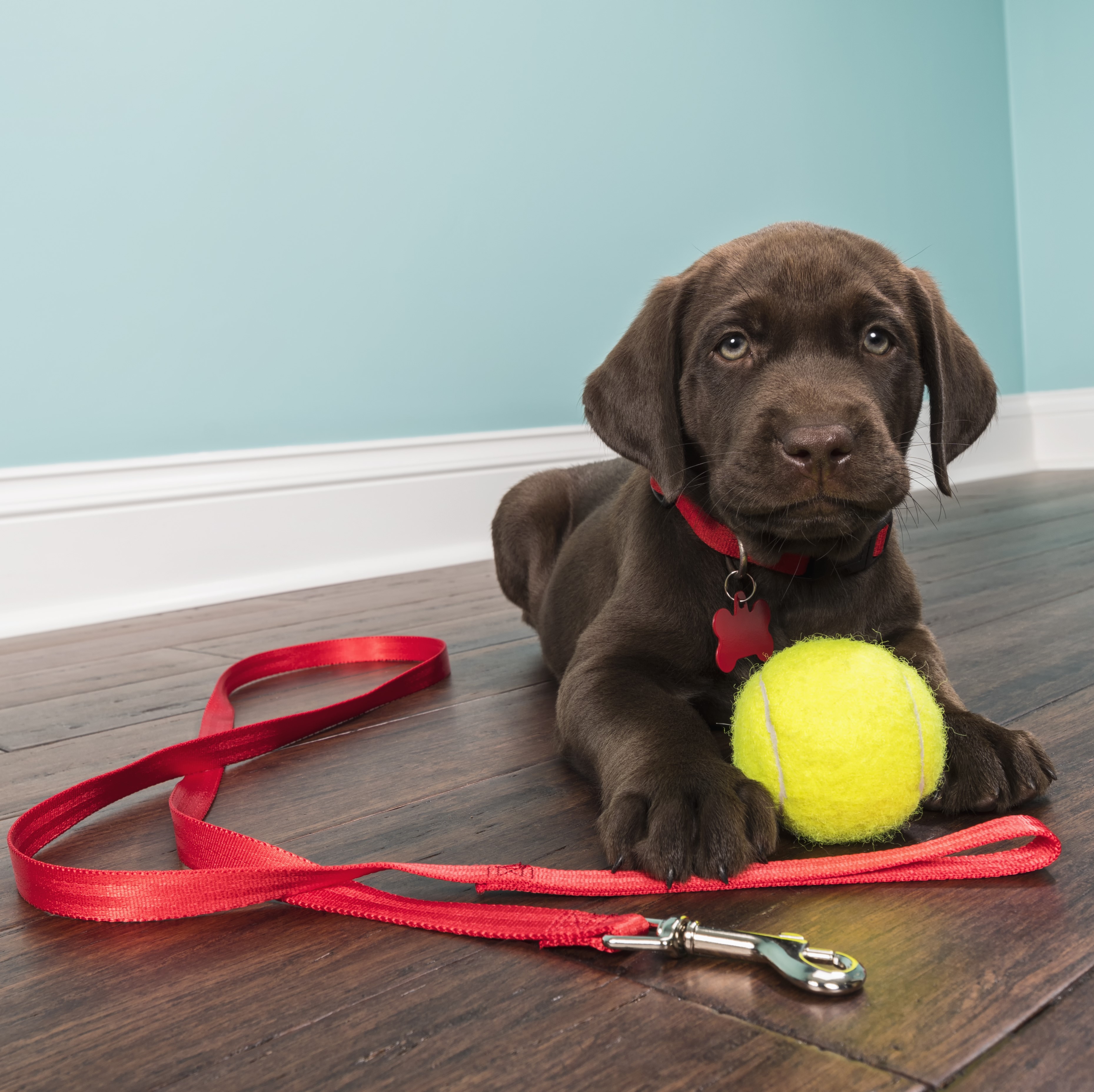 Collars, Leashes & Harnesses