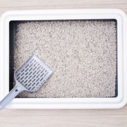 Litter Boxes & Clean-up