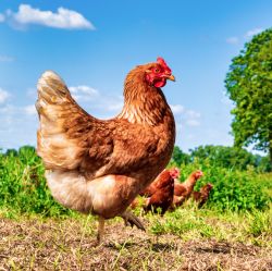Livestock & Poultry