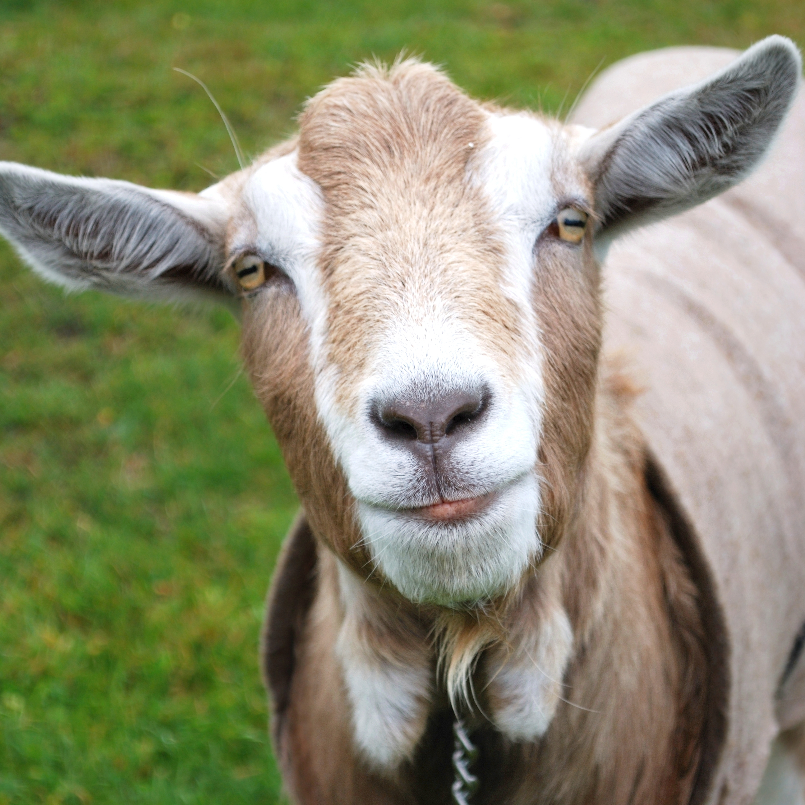 Livestock Blankets & Sheets