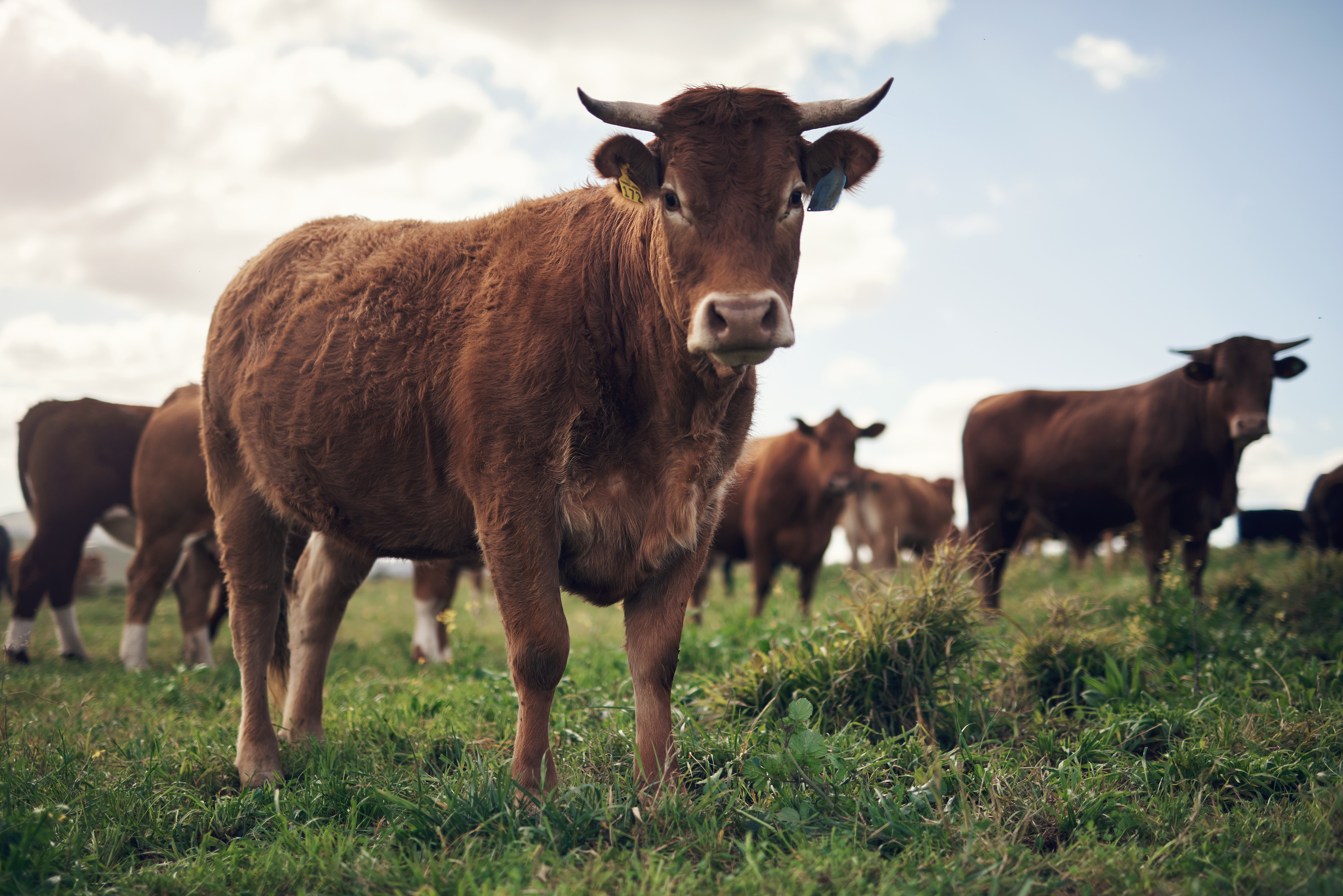Livestock Feed & Treats