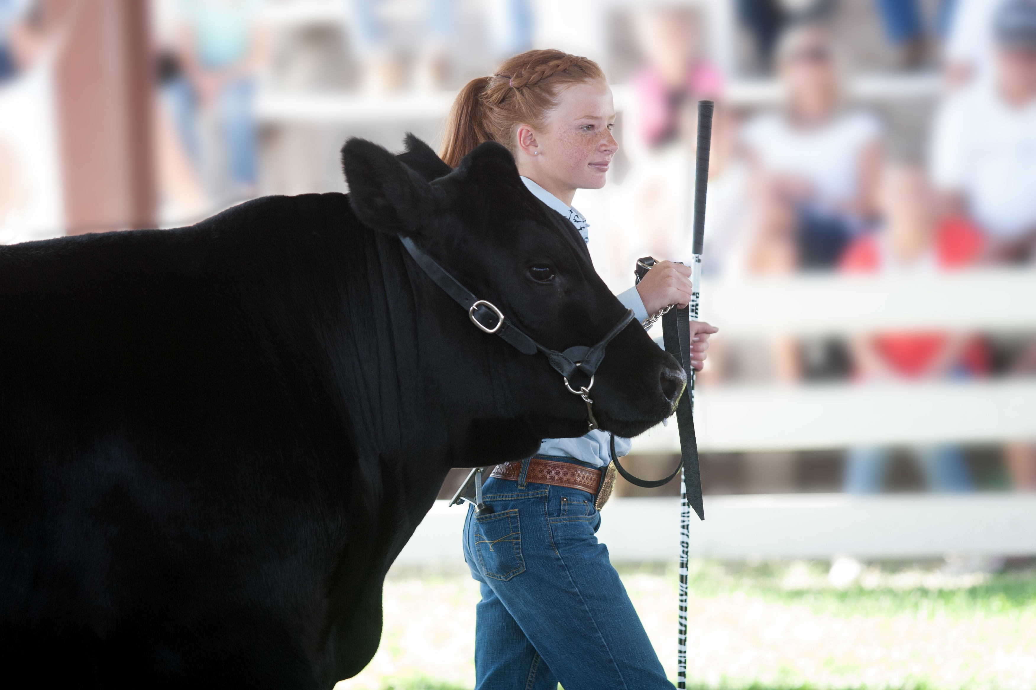 Livestock Halters & Ropes