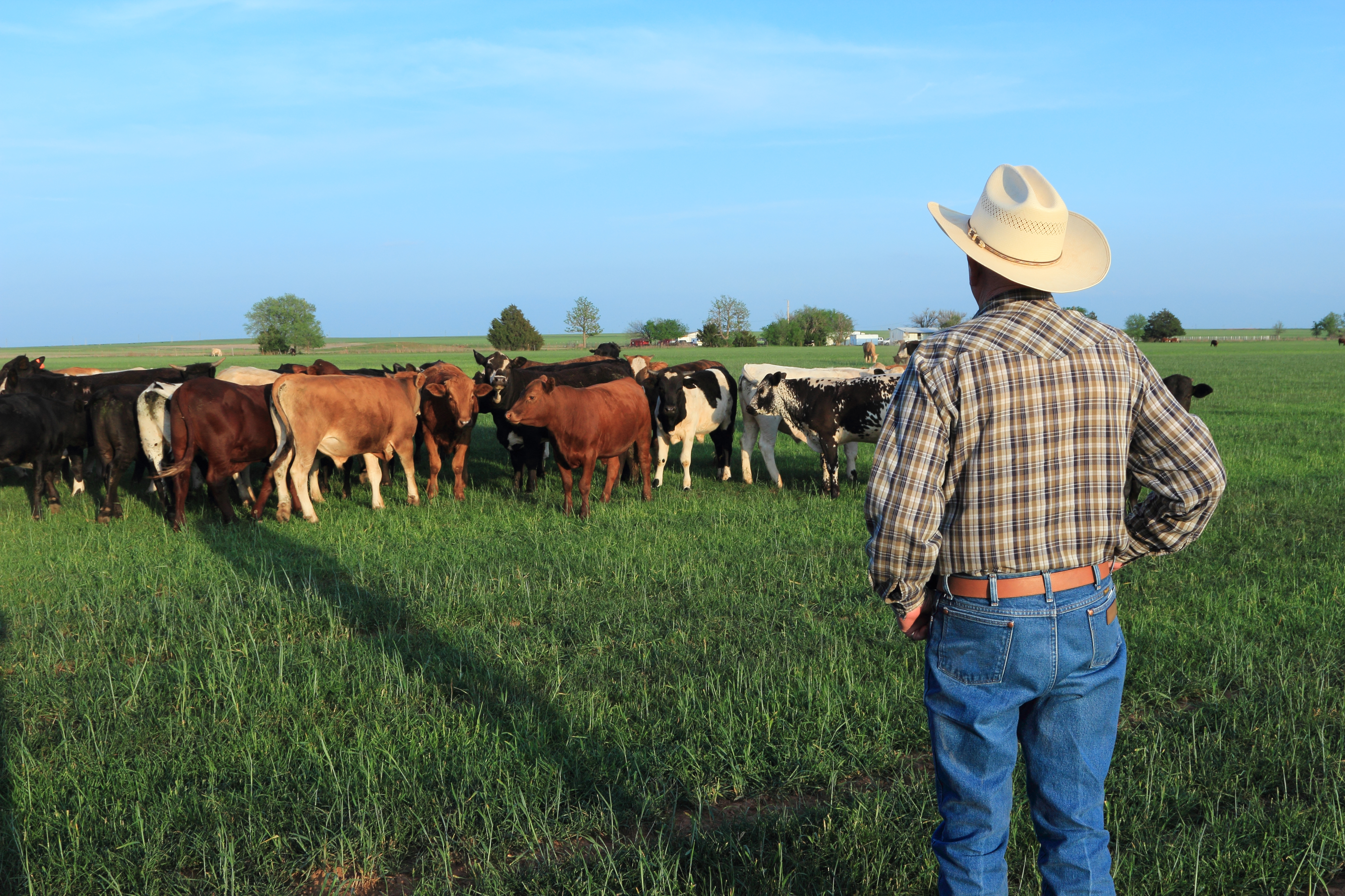 Livestock Health