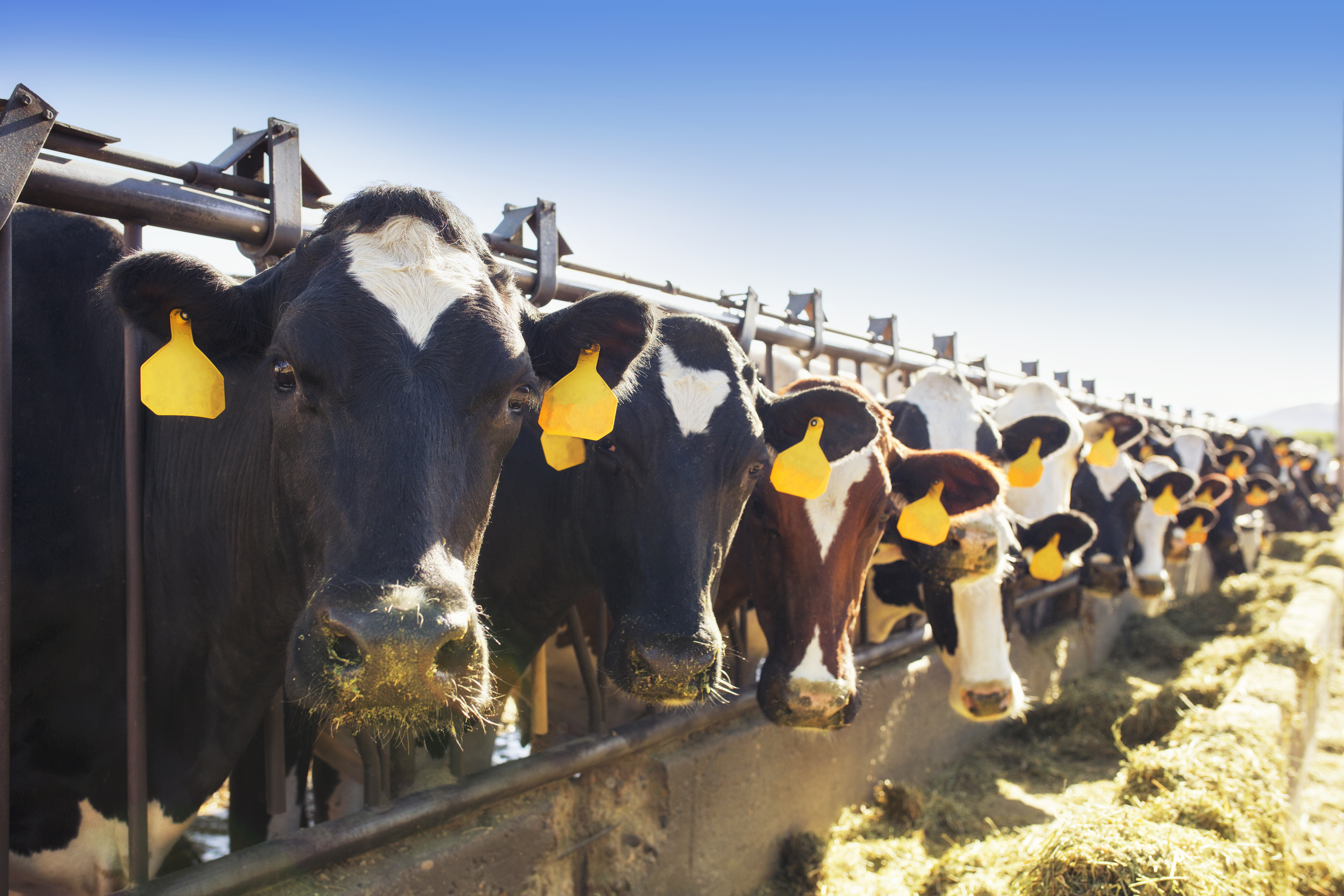Livestock ID
