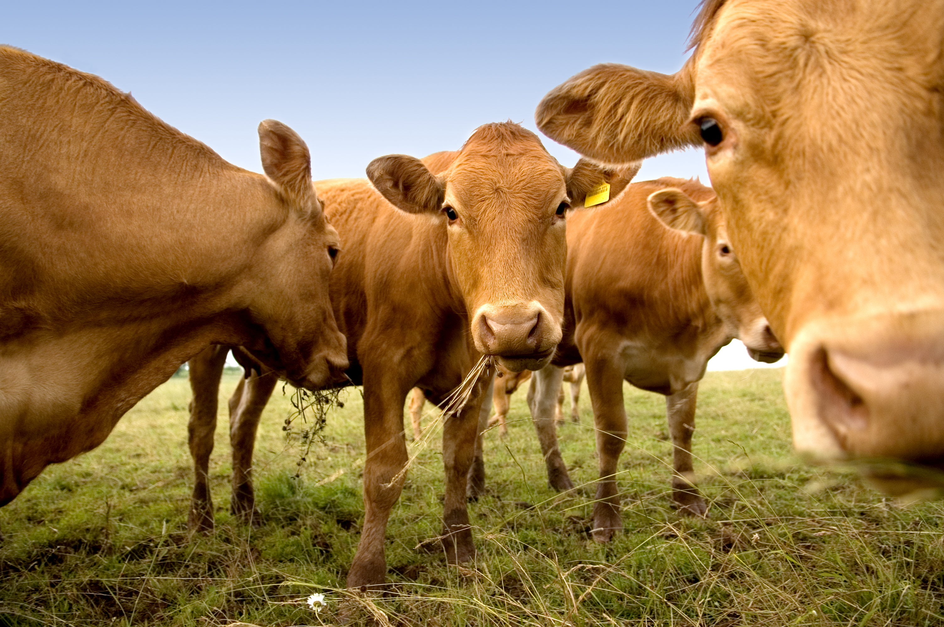 Livestock