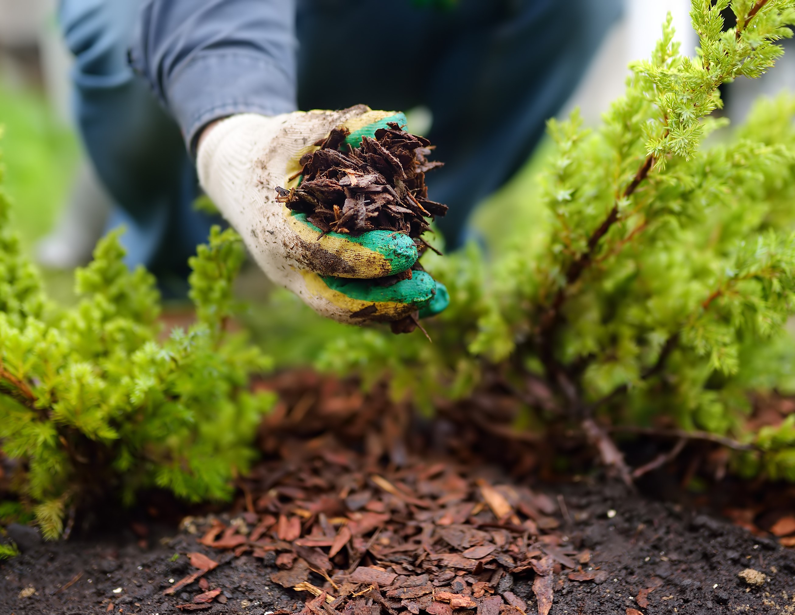 Mulch